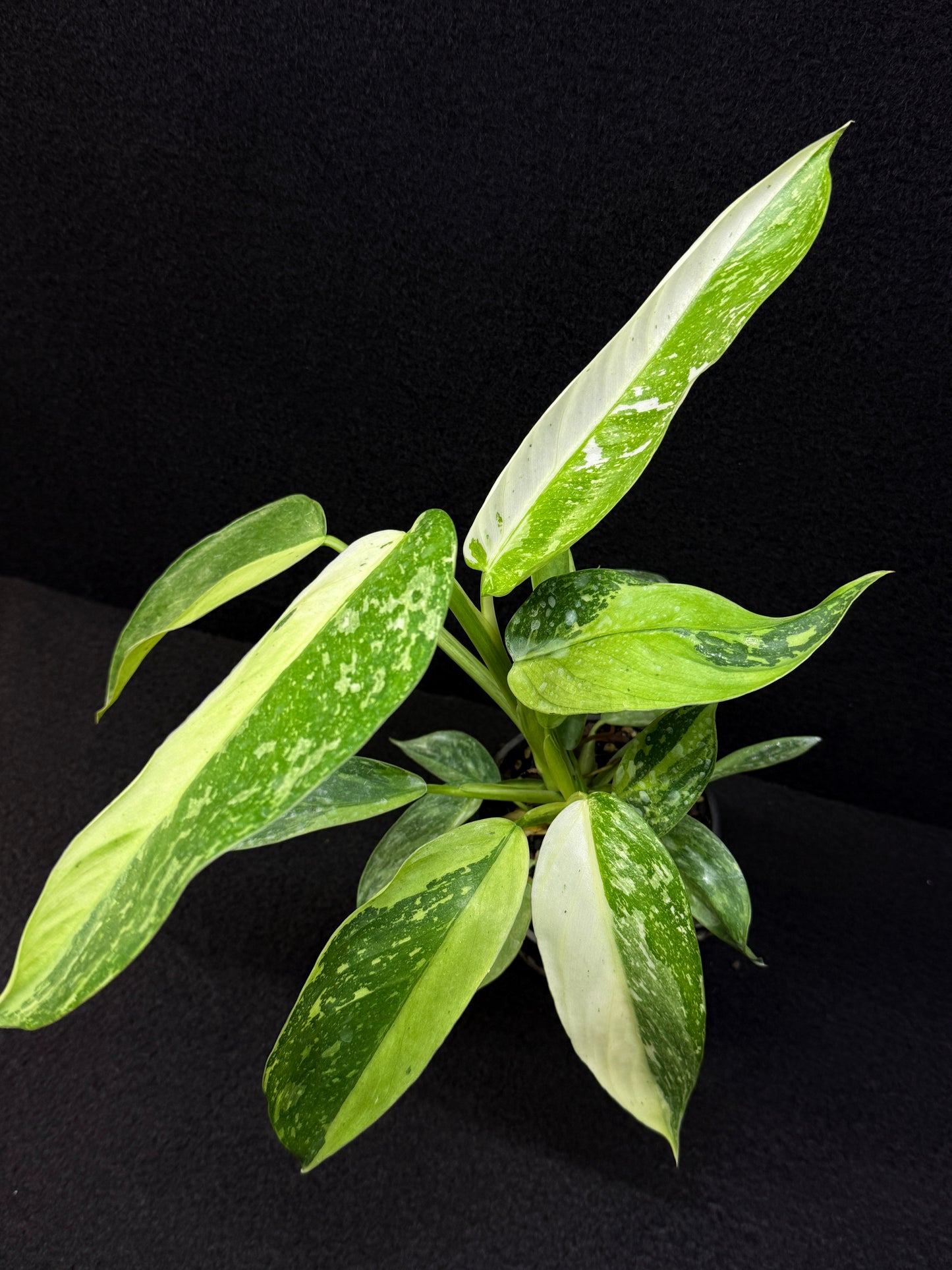 Philodendron 'Jose Buono' - NONTC Double Headed E2