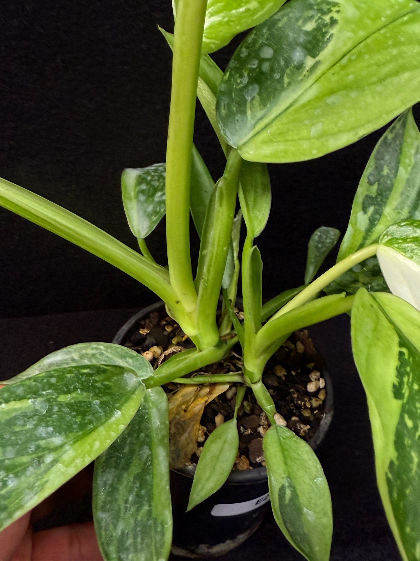 Philodendron 'Jose Buono' - NONTC Double Headed E2