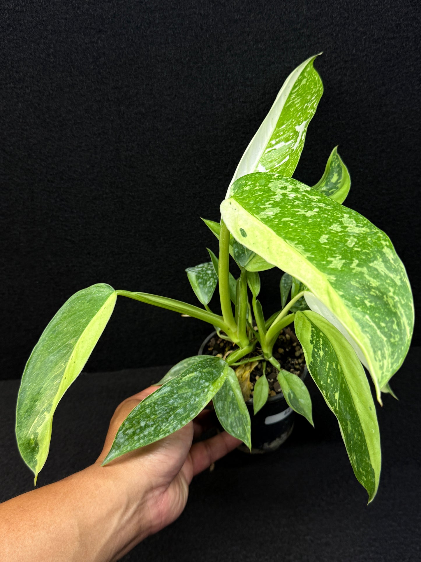 Philodendron 'Jose Buono' - NONTC Double Headed E2