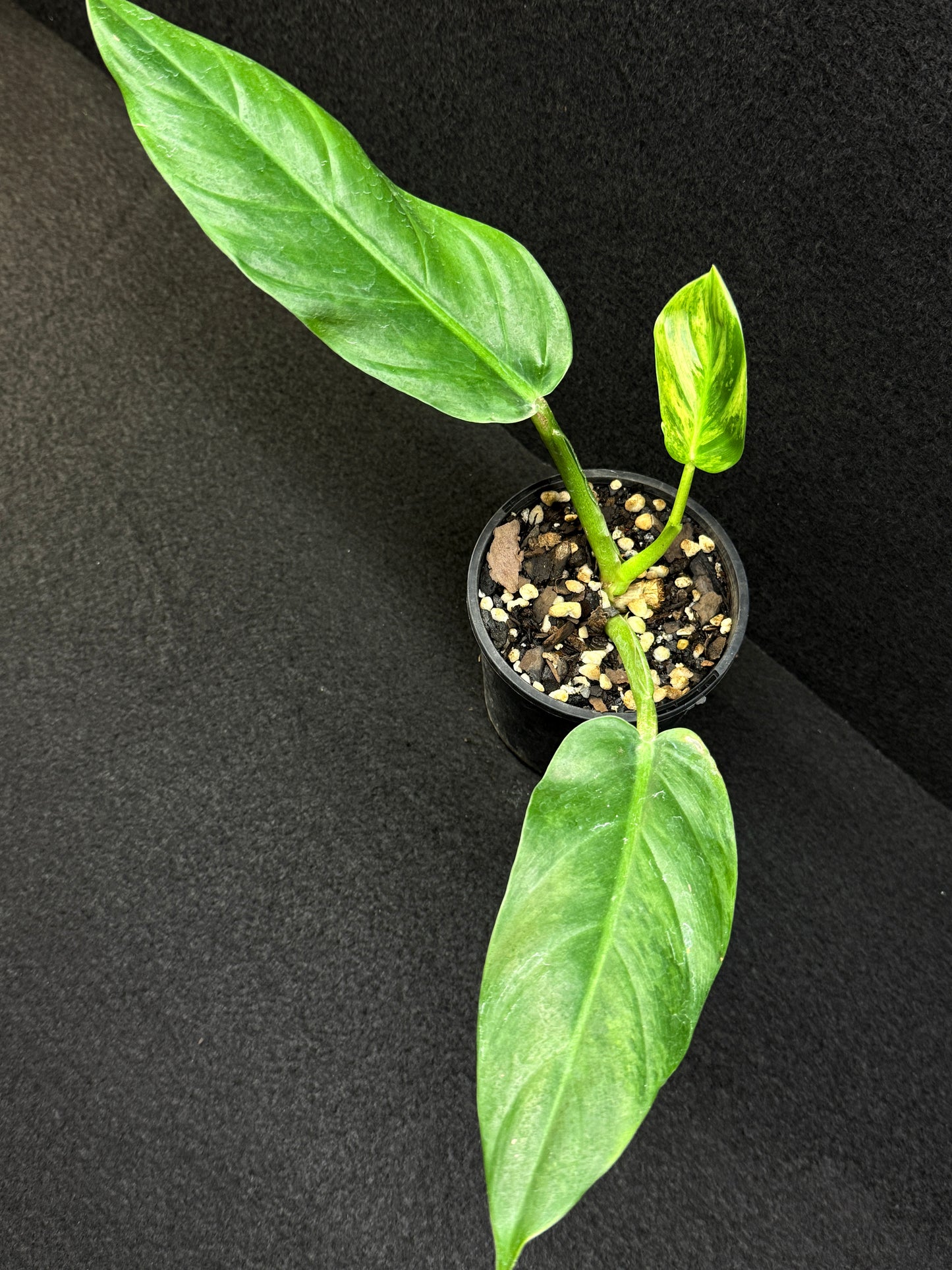 Philodendron subhastatum Variegata E3