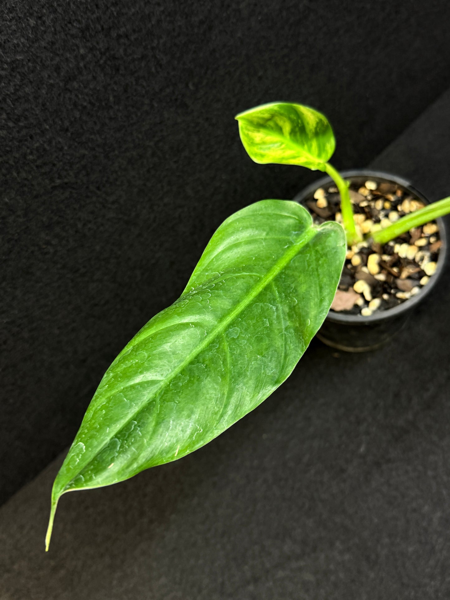 Philodendron subhastatum Variegata E3