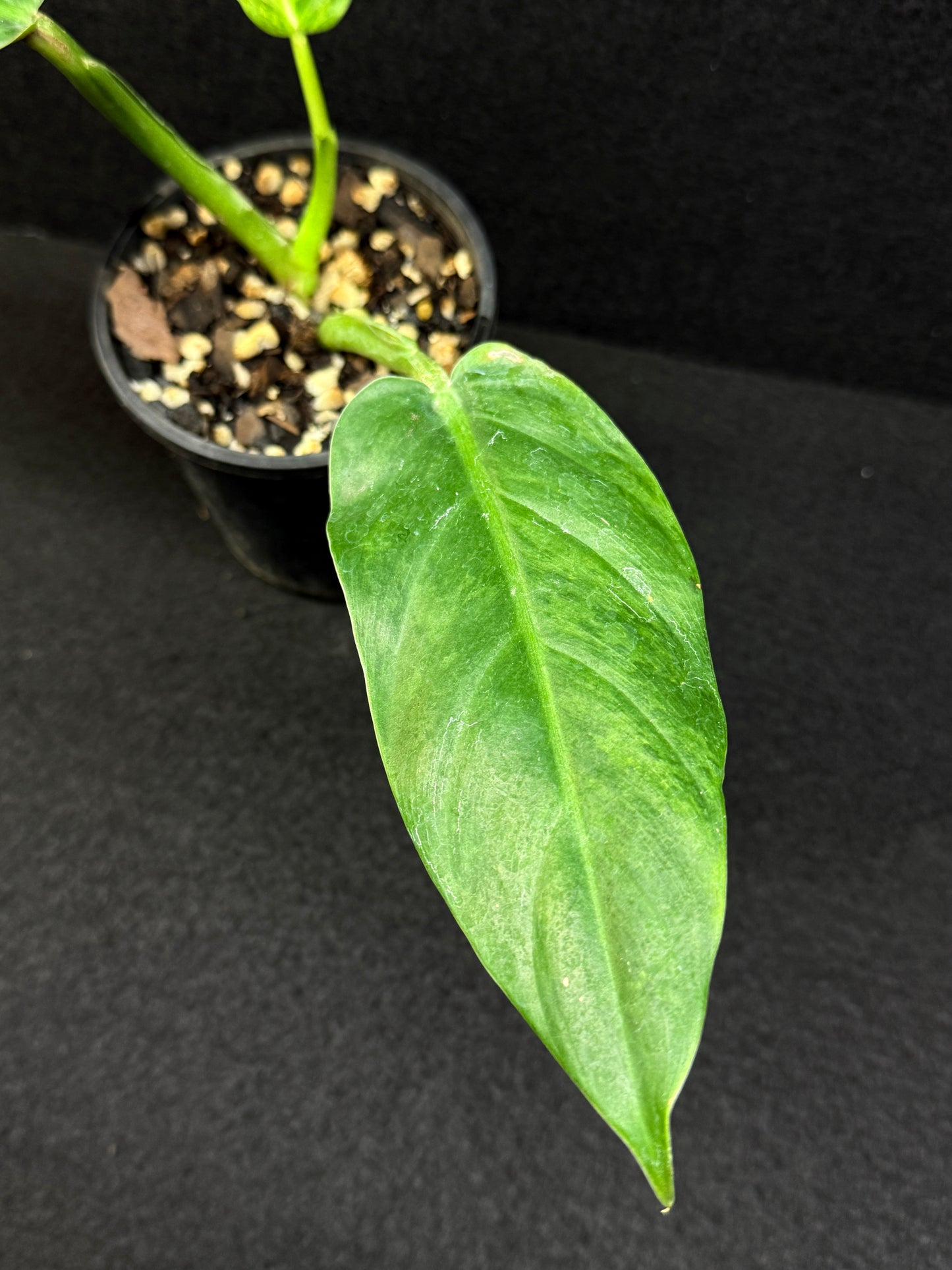 Philodendron subhastatum Variegata E3