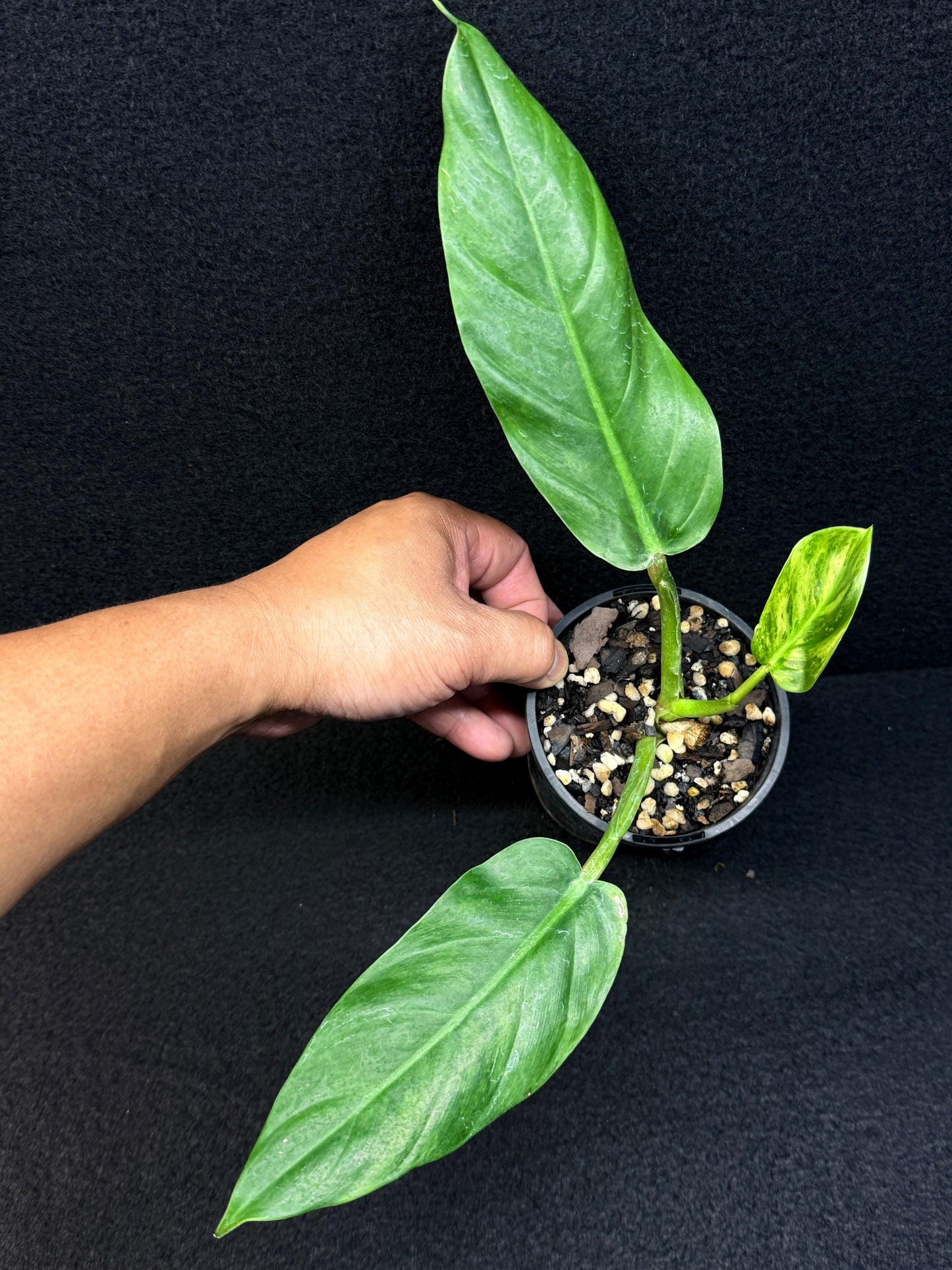 Philodendron subhastatum Variegata E3