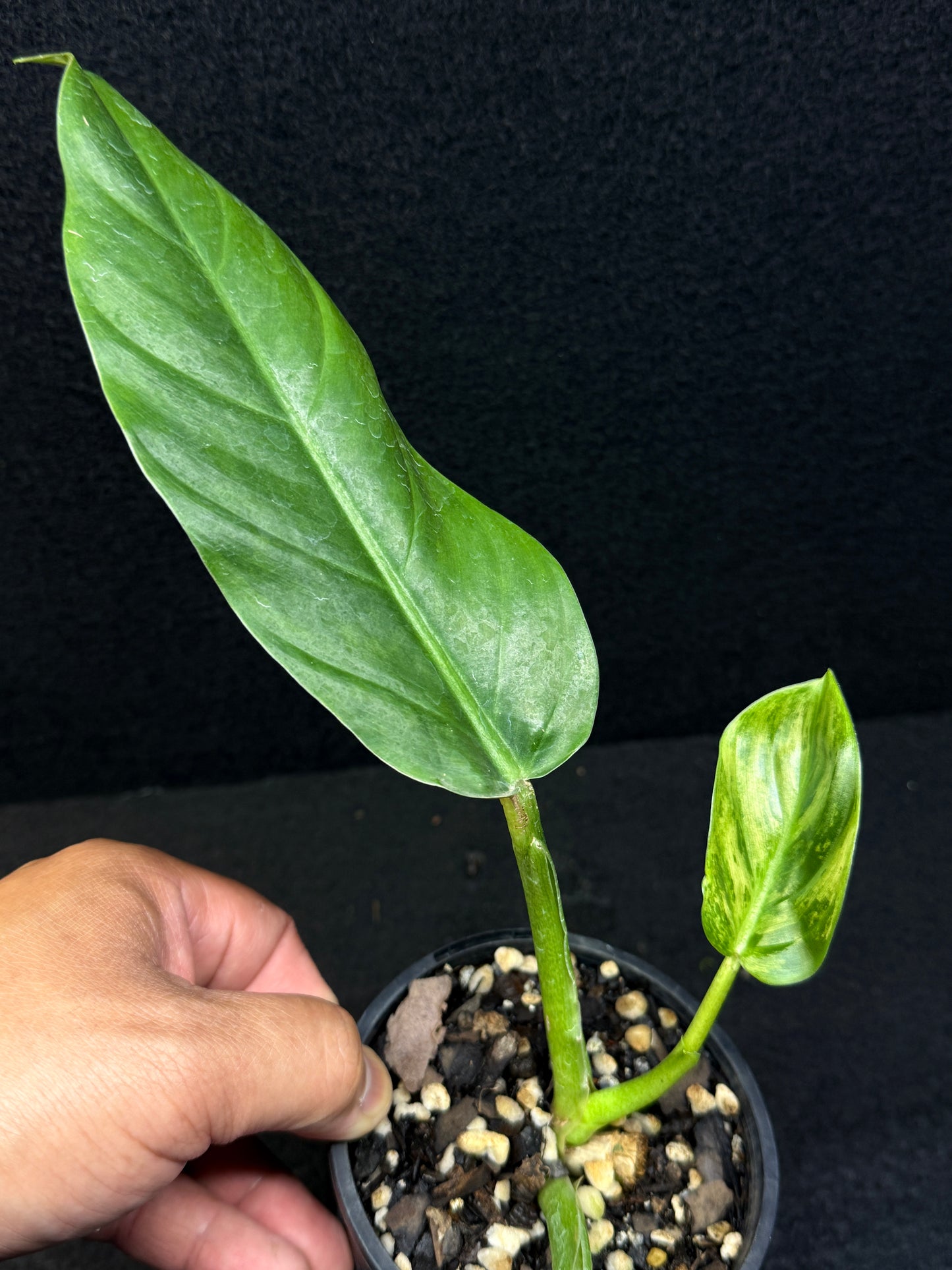 Philodendron subhastatum Variegata E3