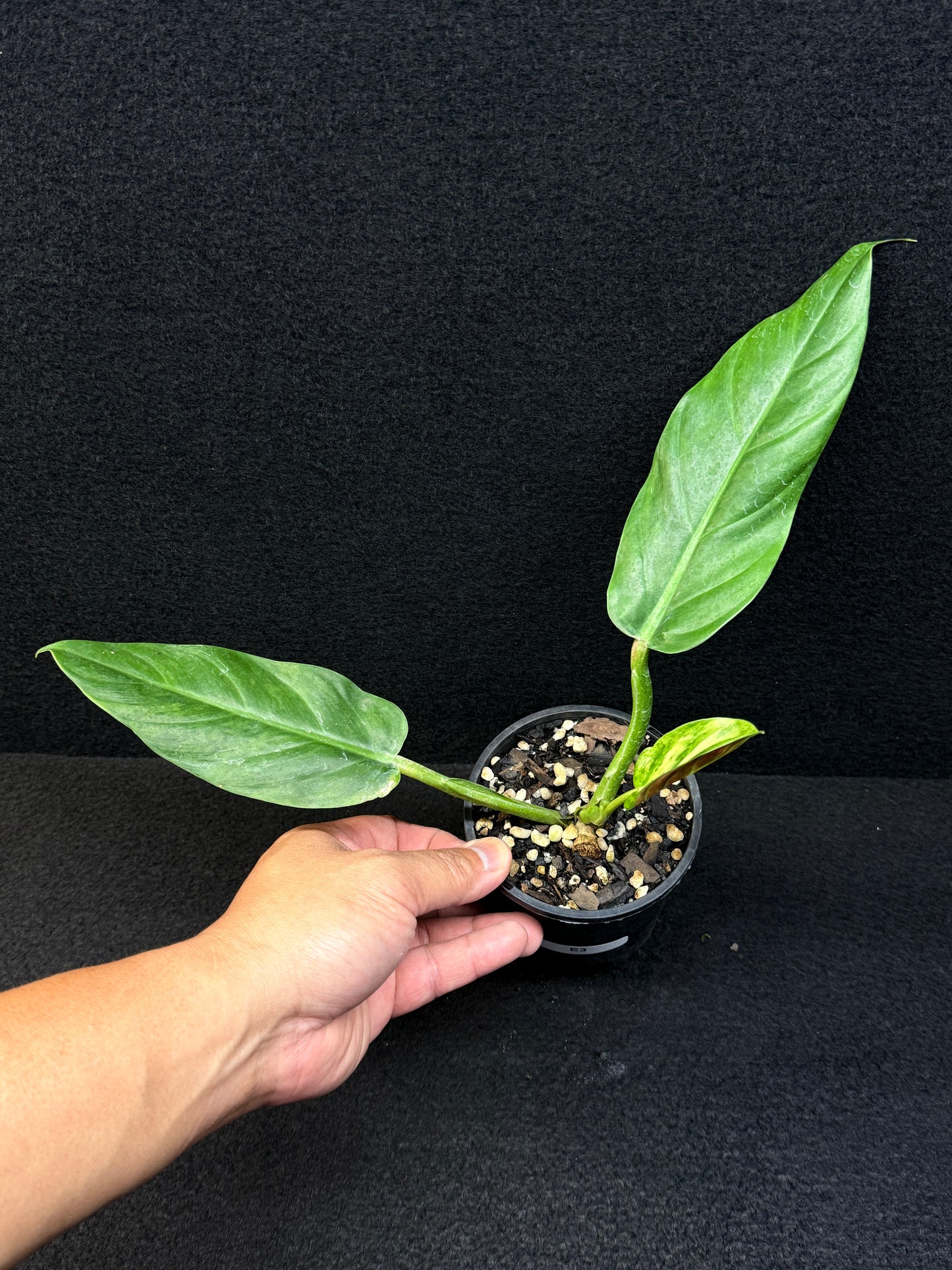 Philodendron subhastatum Variegata E3