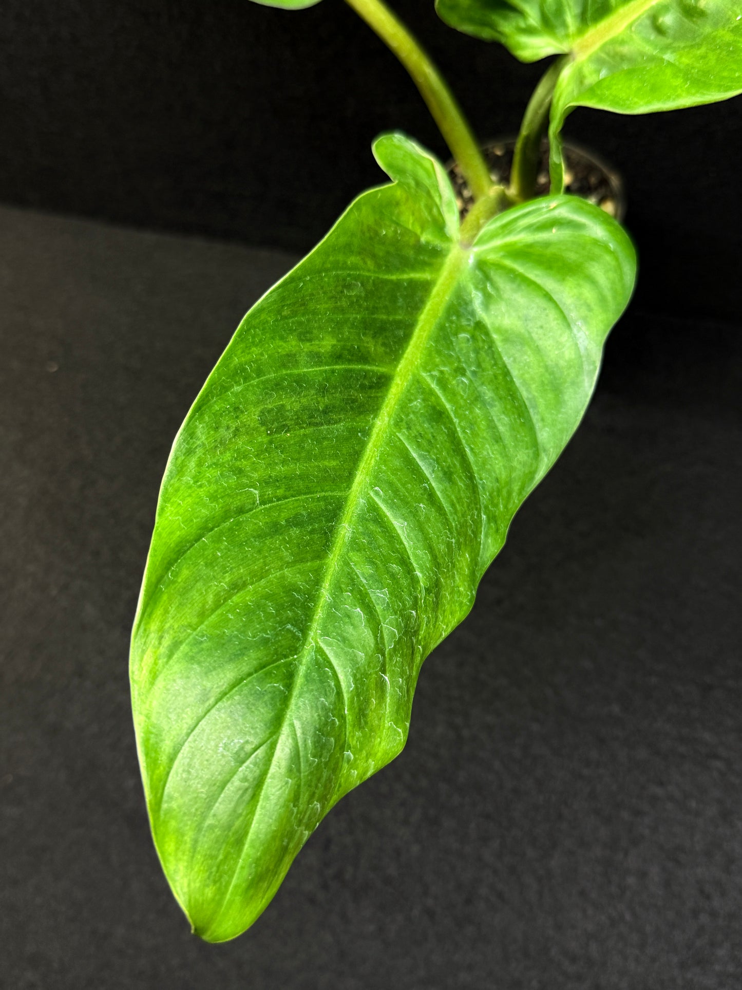 Philodendron subhastatum Variegata E4