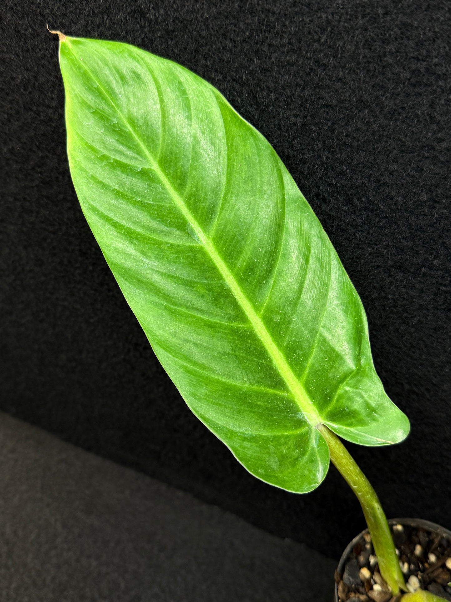 Philodendron subhastatum Variegata E4