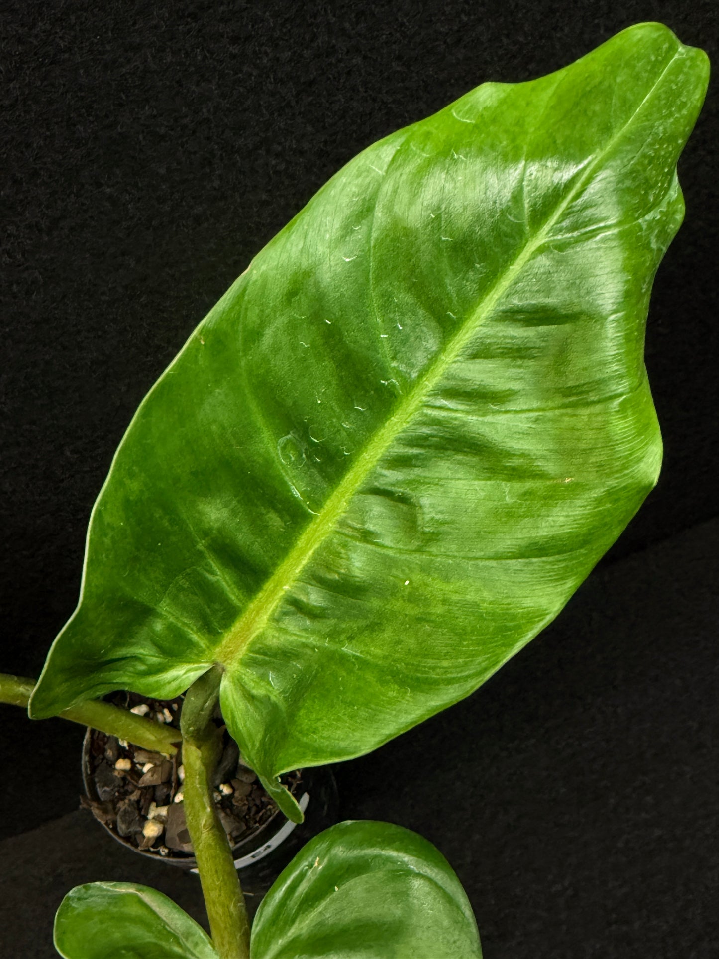 Philodendron subhastatum Variegata E4