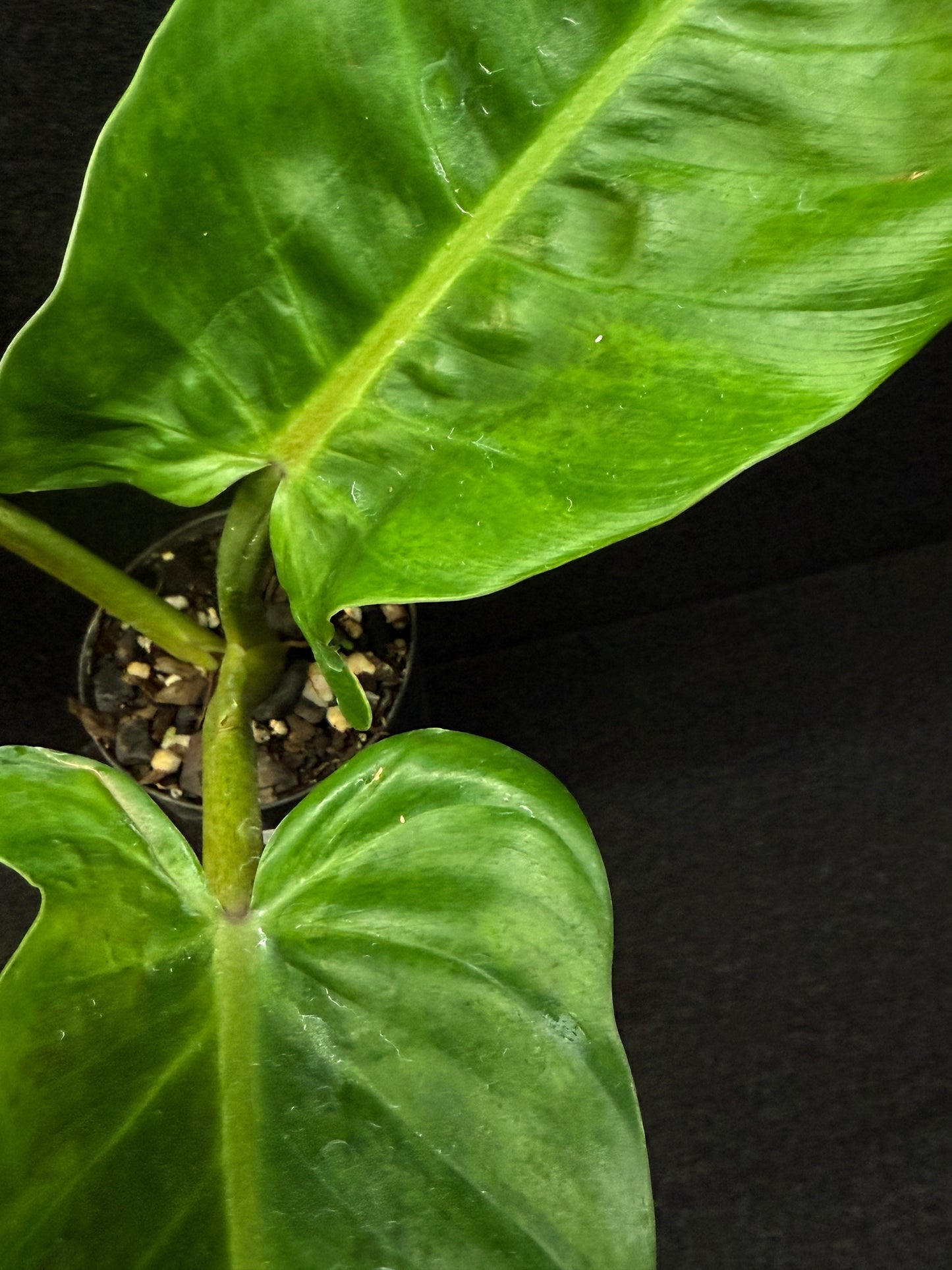 Philodendron subhastatum Variegata E4