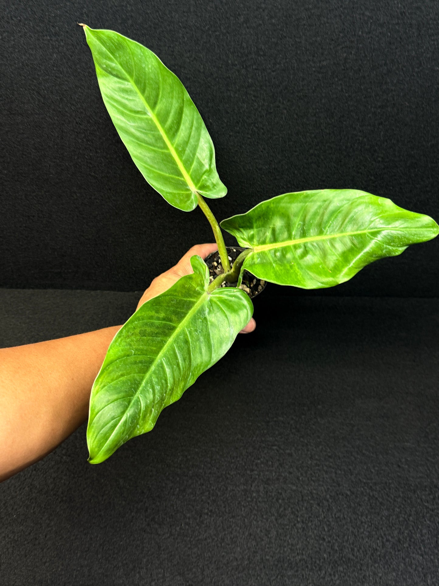 Philodendron subhastatum Variegata E4