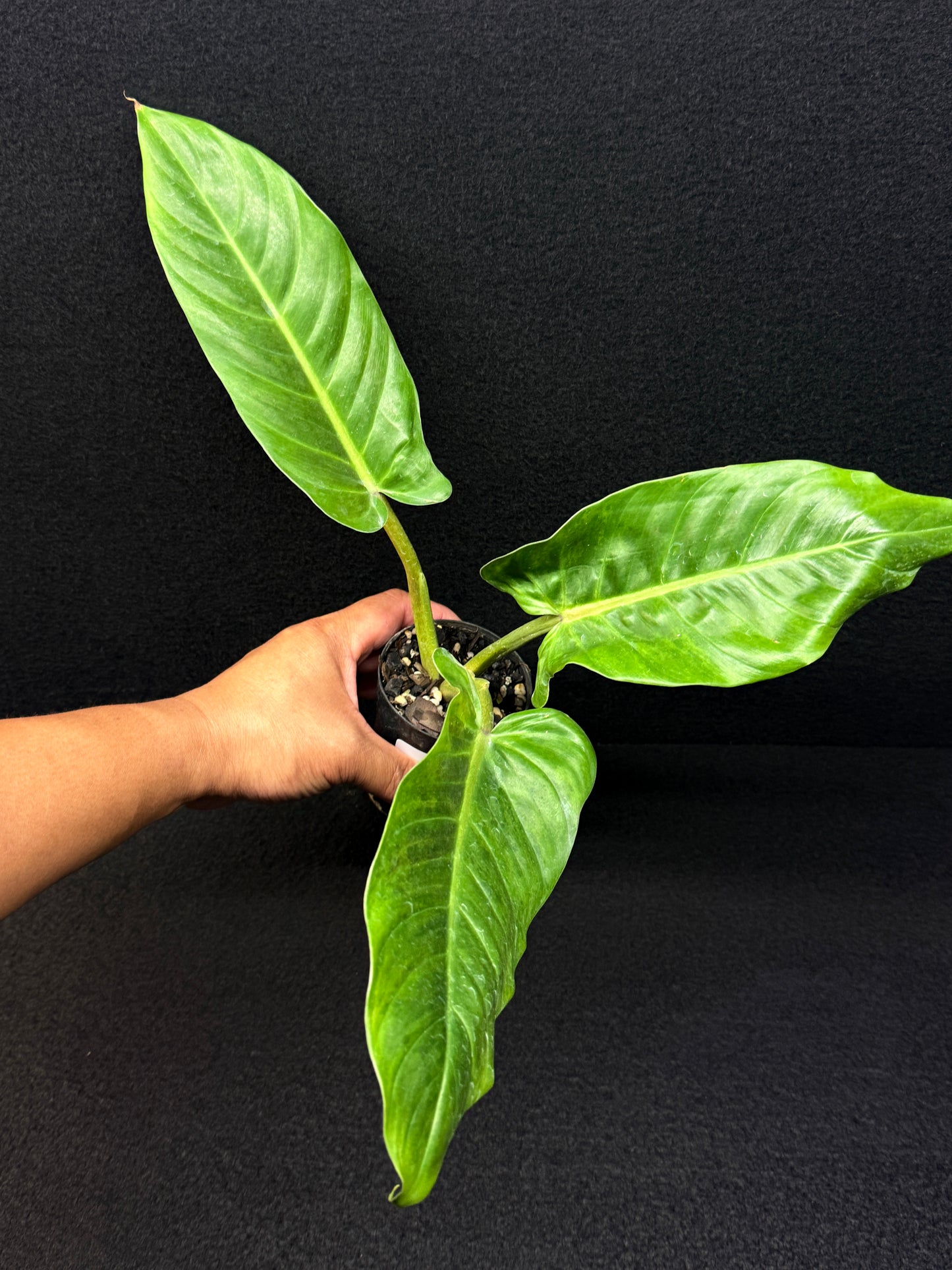 Philodendron subhastatum Variegata E4