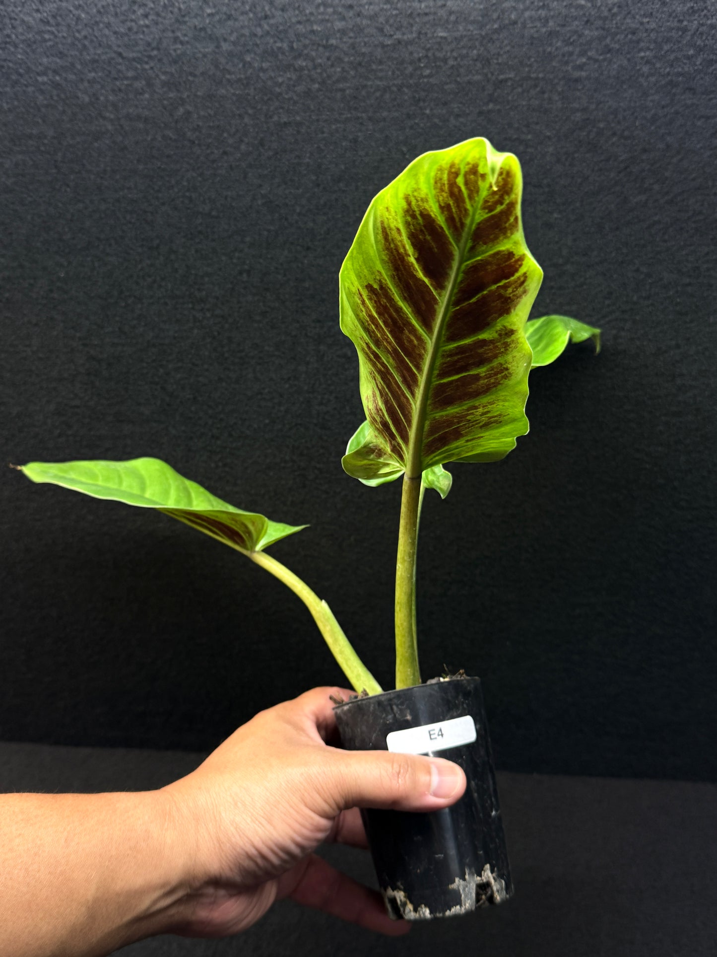 Philodendron subhastatum Variegata E4
