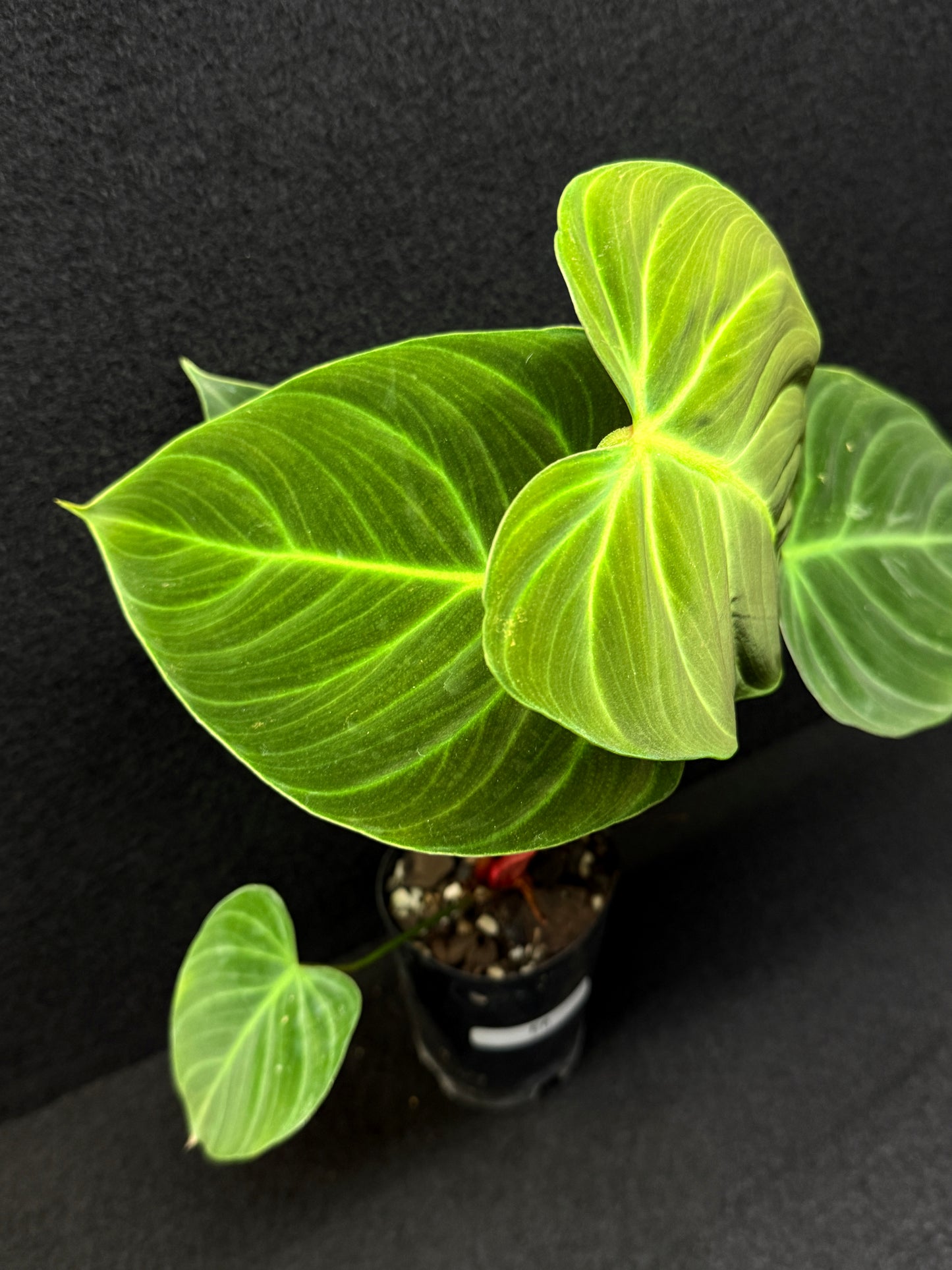 Philodendron 'El Choco Red' E6
