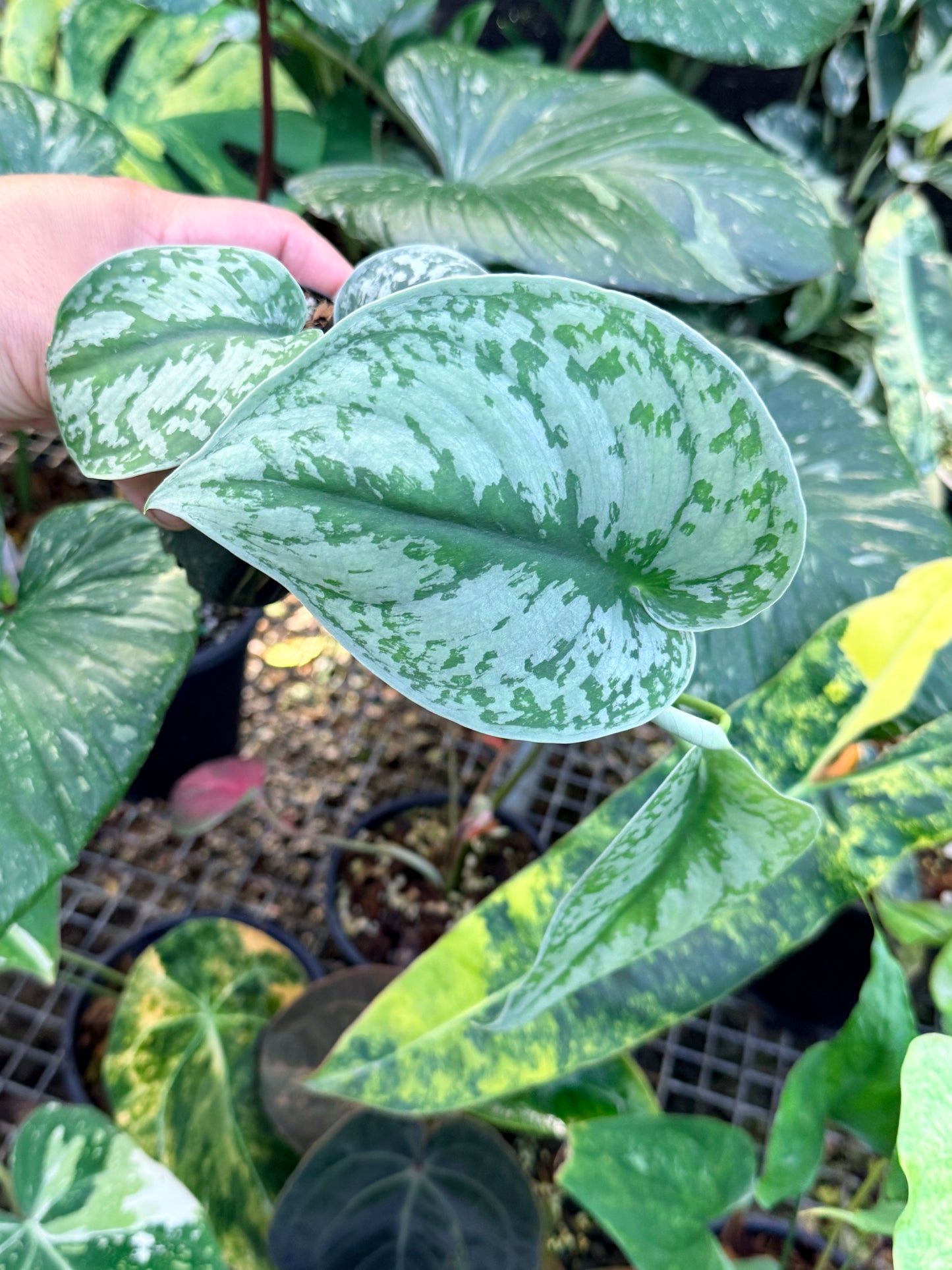 Scindapsus 'Exotica' P4