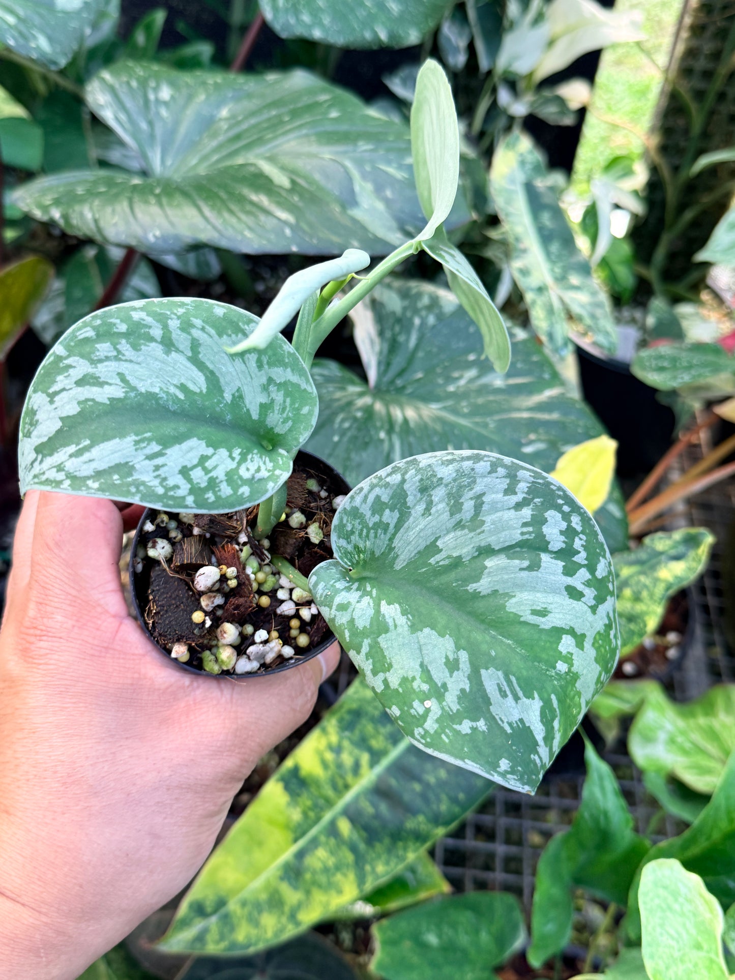 Scindapsus 'Exotica' P3