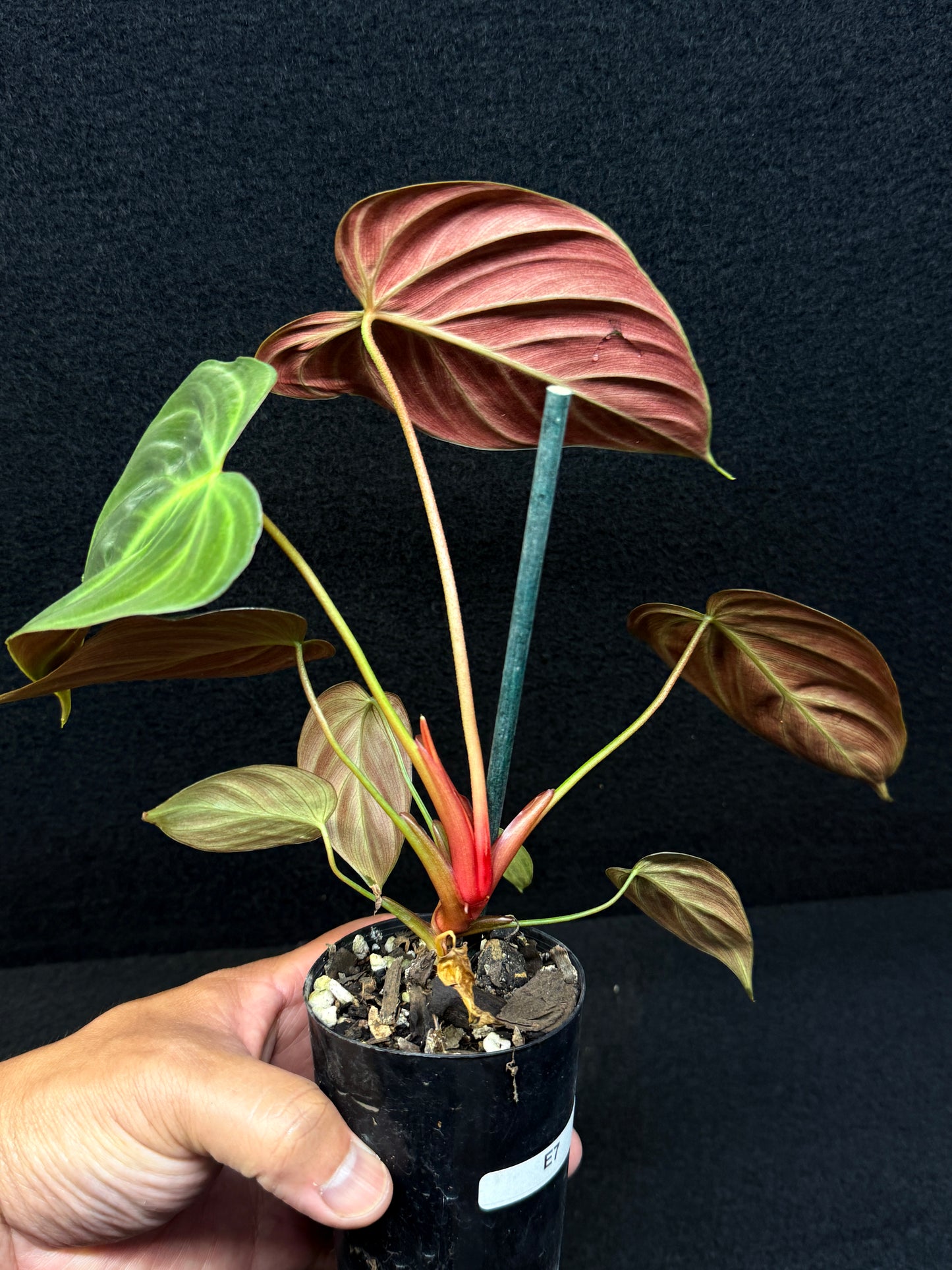 Philodendron 'El Choco Red' E7