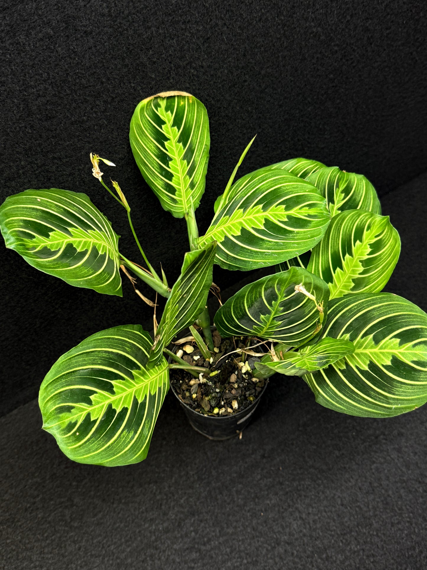 Maranta leuconeura Lemon Lime U3