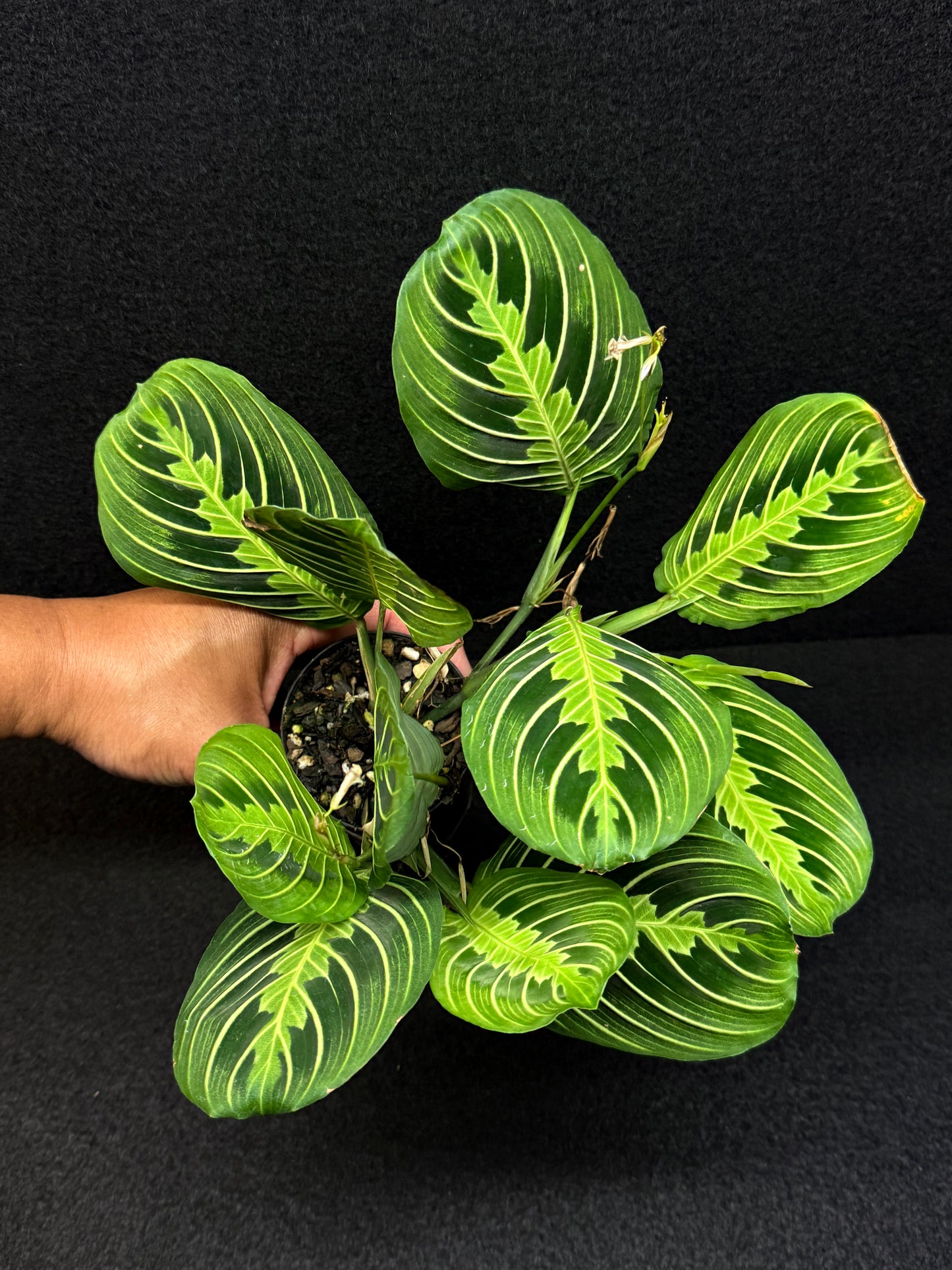 Maranta leuconeura Lemon Lime U3