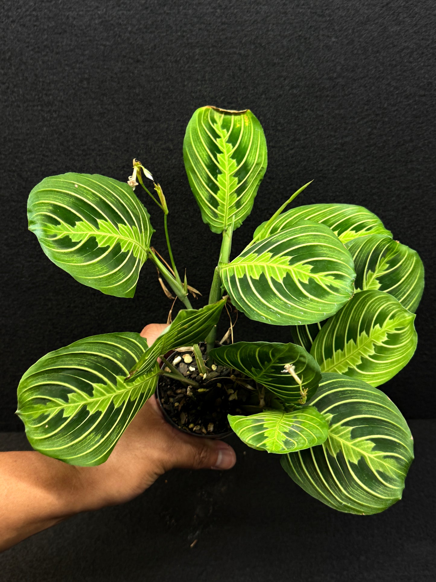Maranta leuconeura Lemon Lime U3