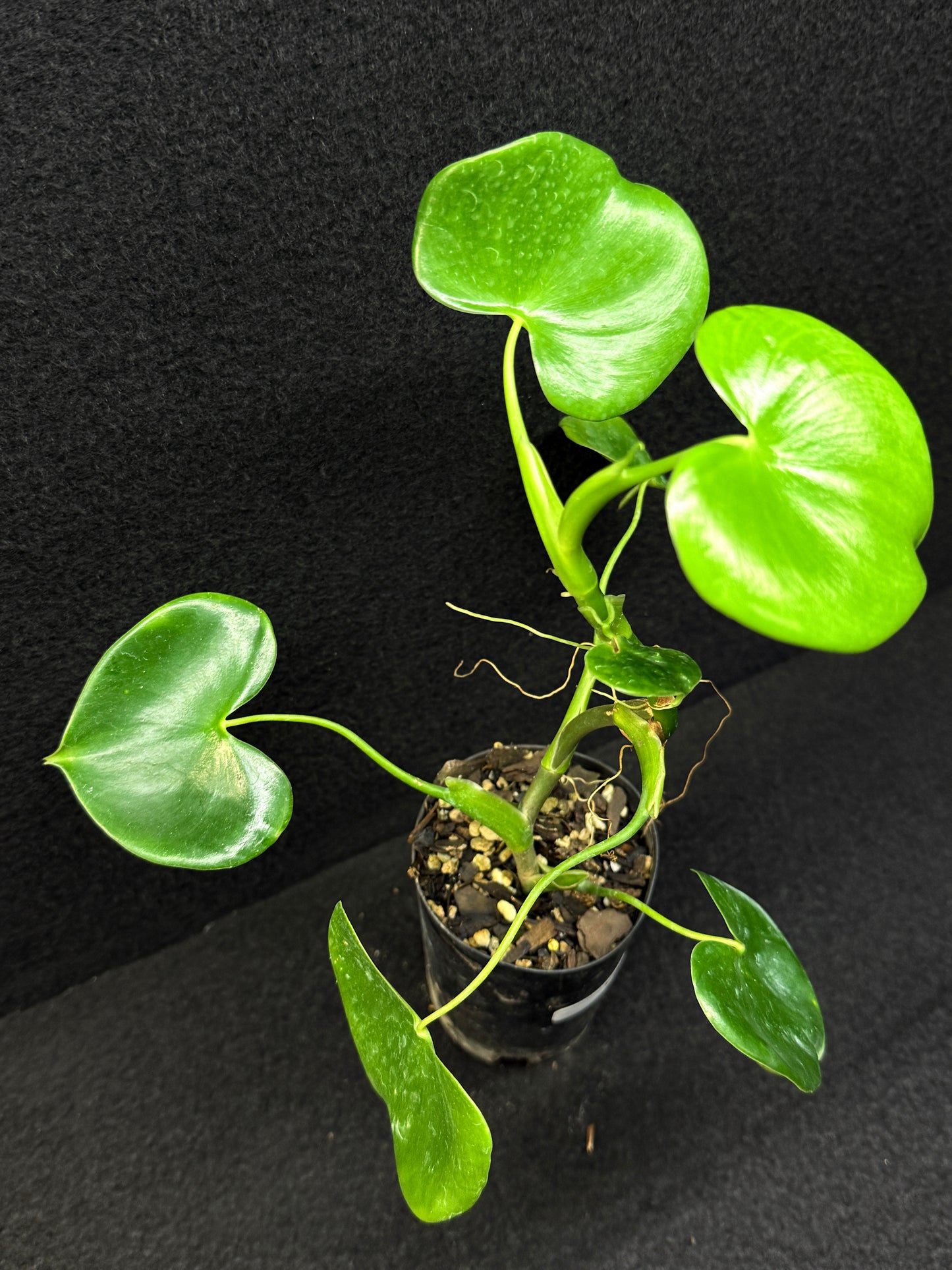 Philodendron Grazielae - Rarely Offered E9