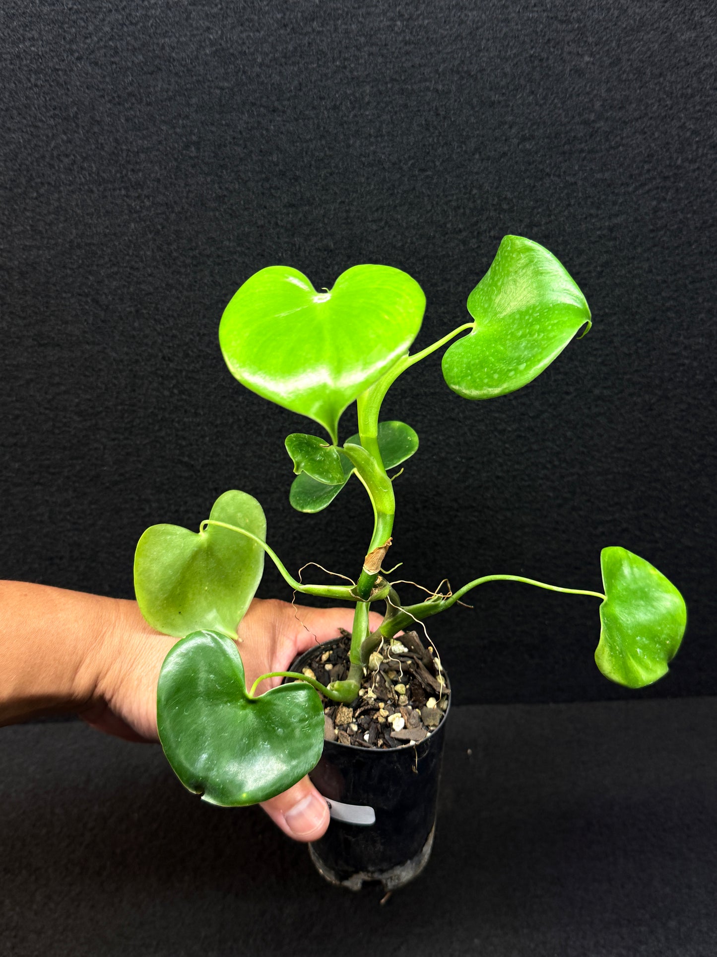 Philodendron Grazielae - Rarely Offered E9