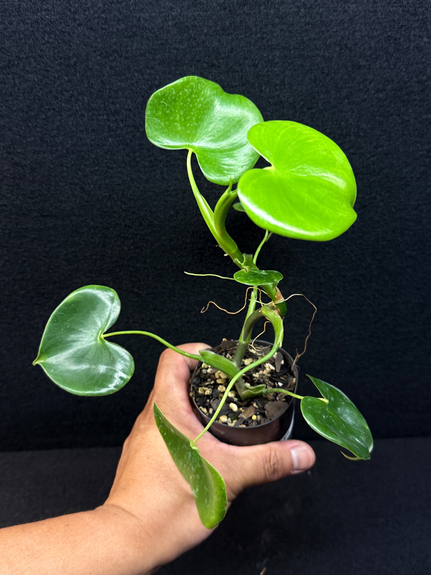 Philodendron Grazielae - Rarely Offered E9