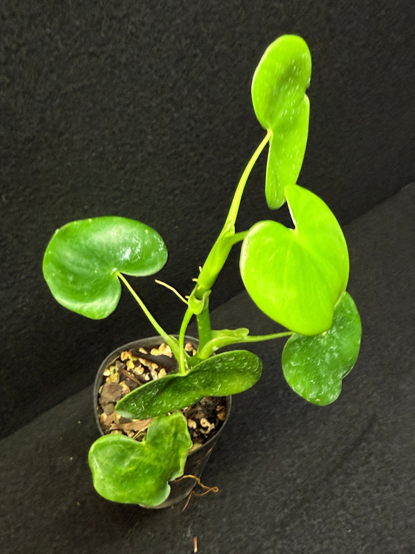 Philodendron Grazielae - Rarely Offered E10