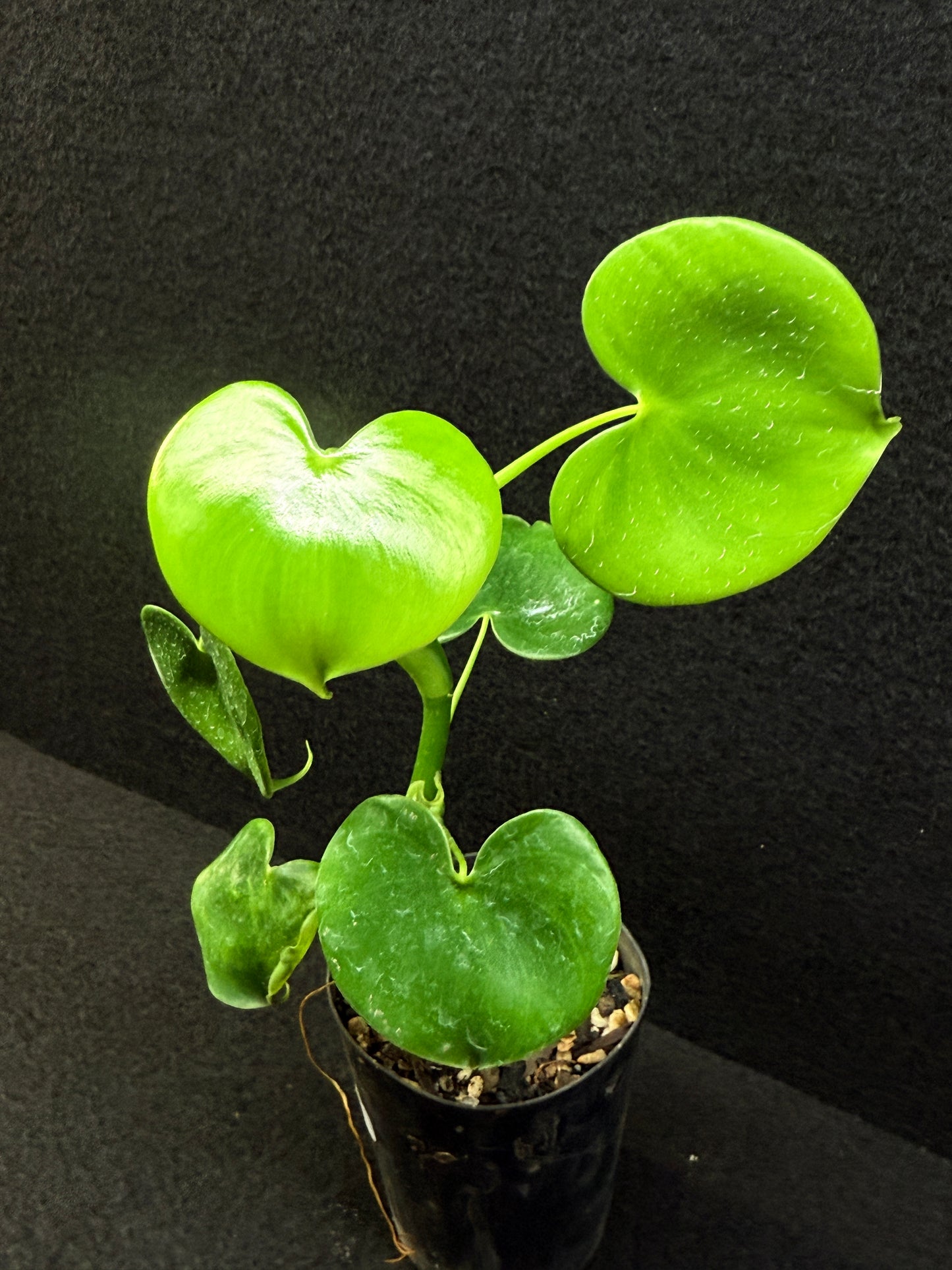 Philodendron Grazielae - Rarely Offered E10