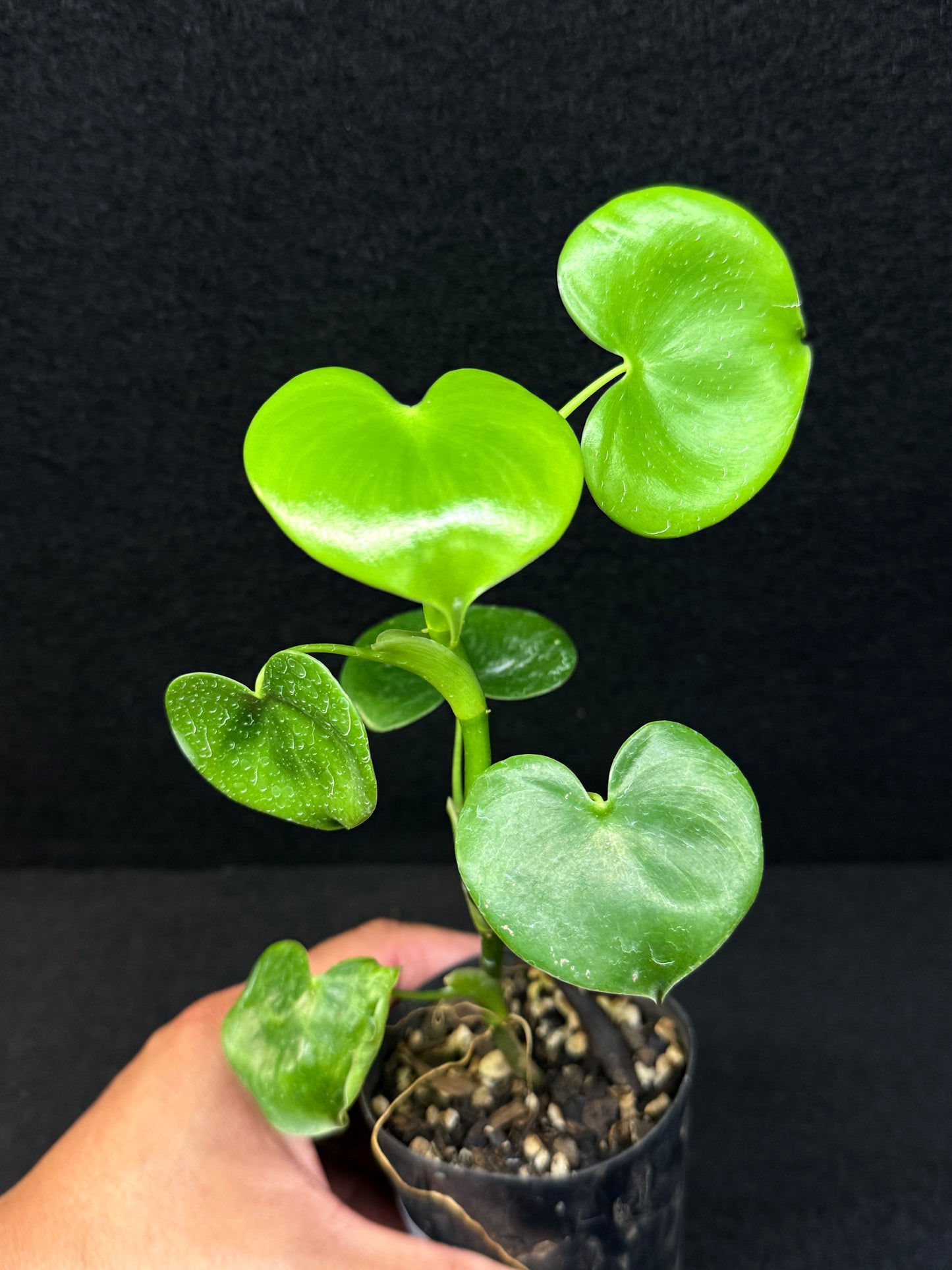 Philodendron Grazielae - Rarely Offered E10