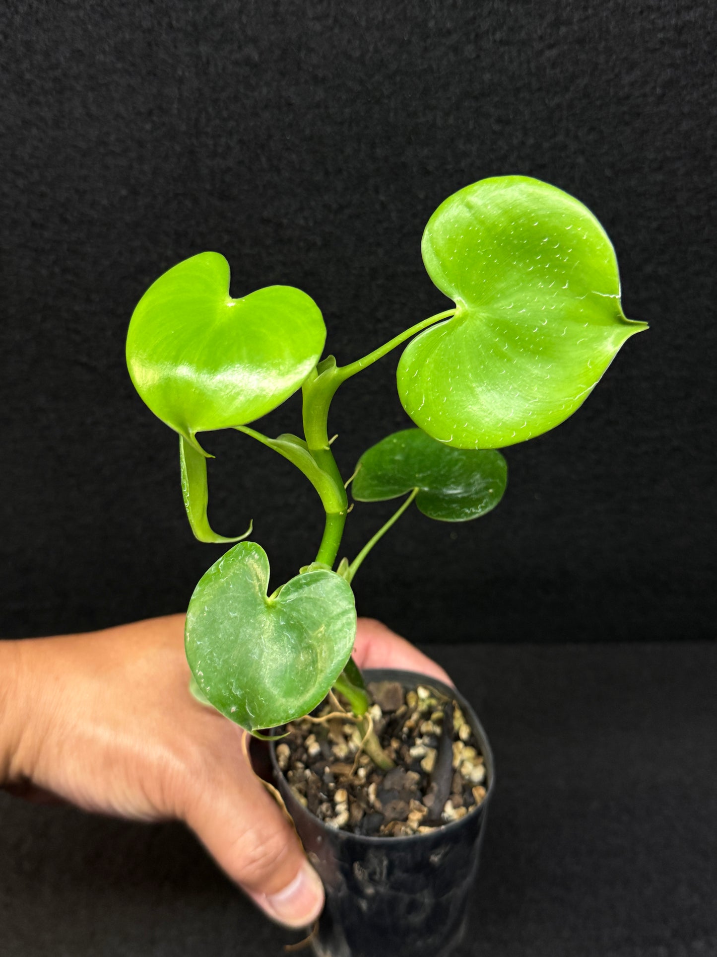 Philodendron Grazielae - Rarely Offered E10