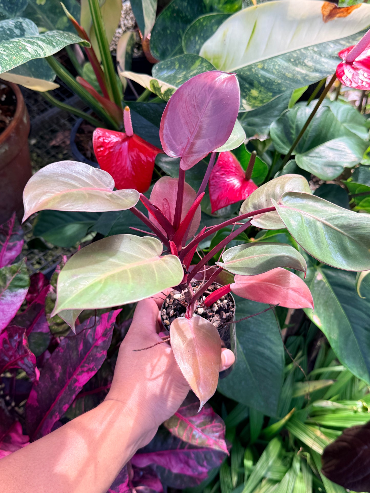 Philodendron 'Cherry Red' P14