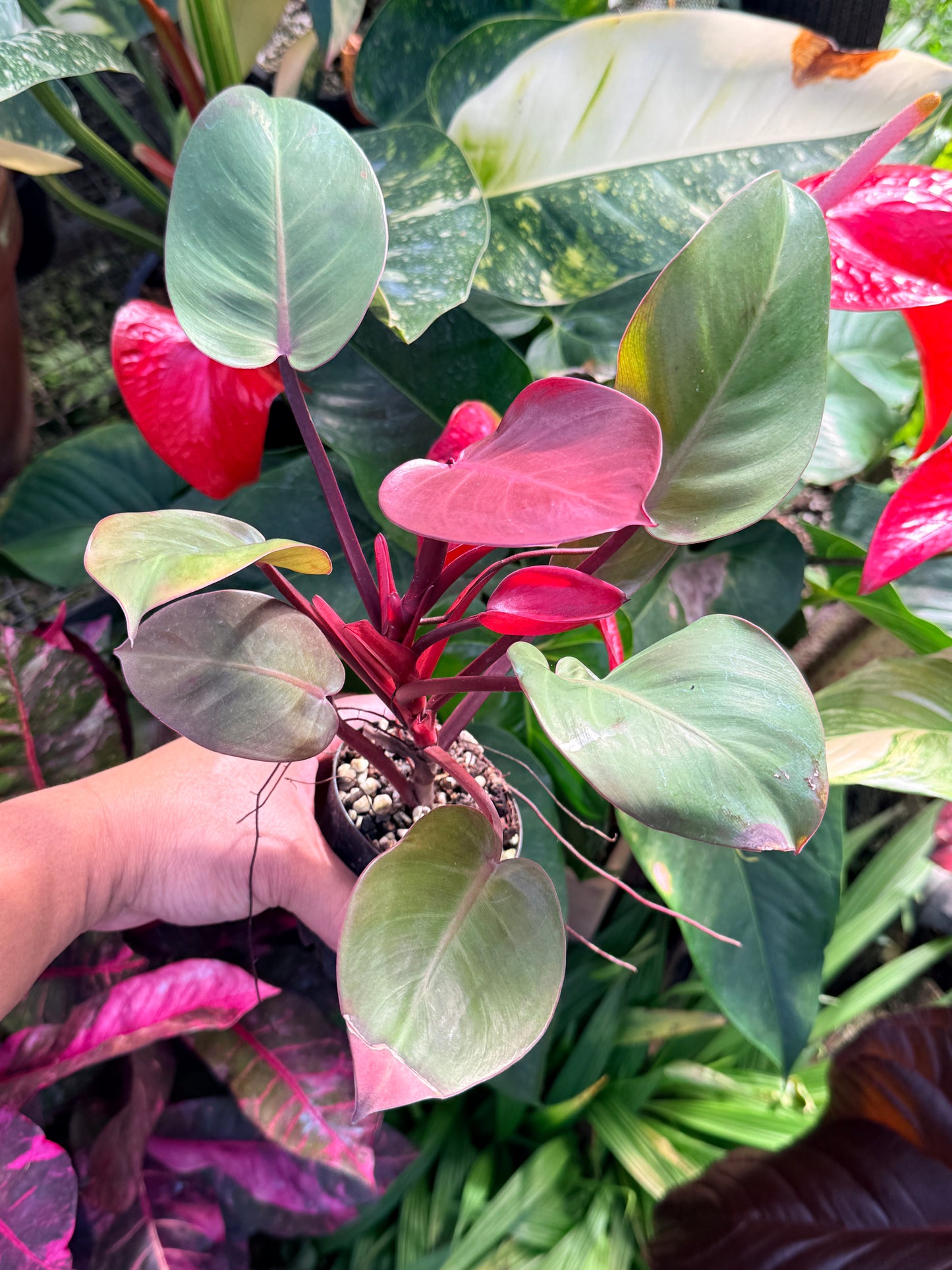 Philodendron 'Cherry Red' P13