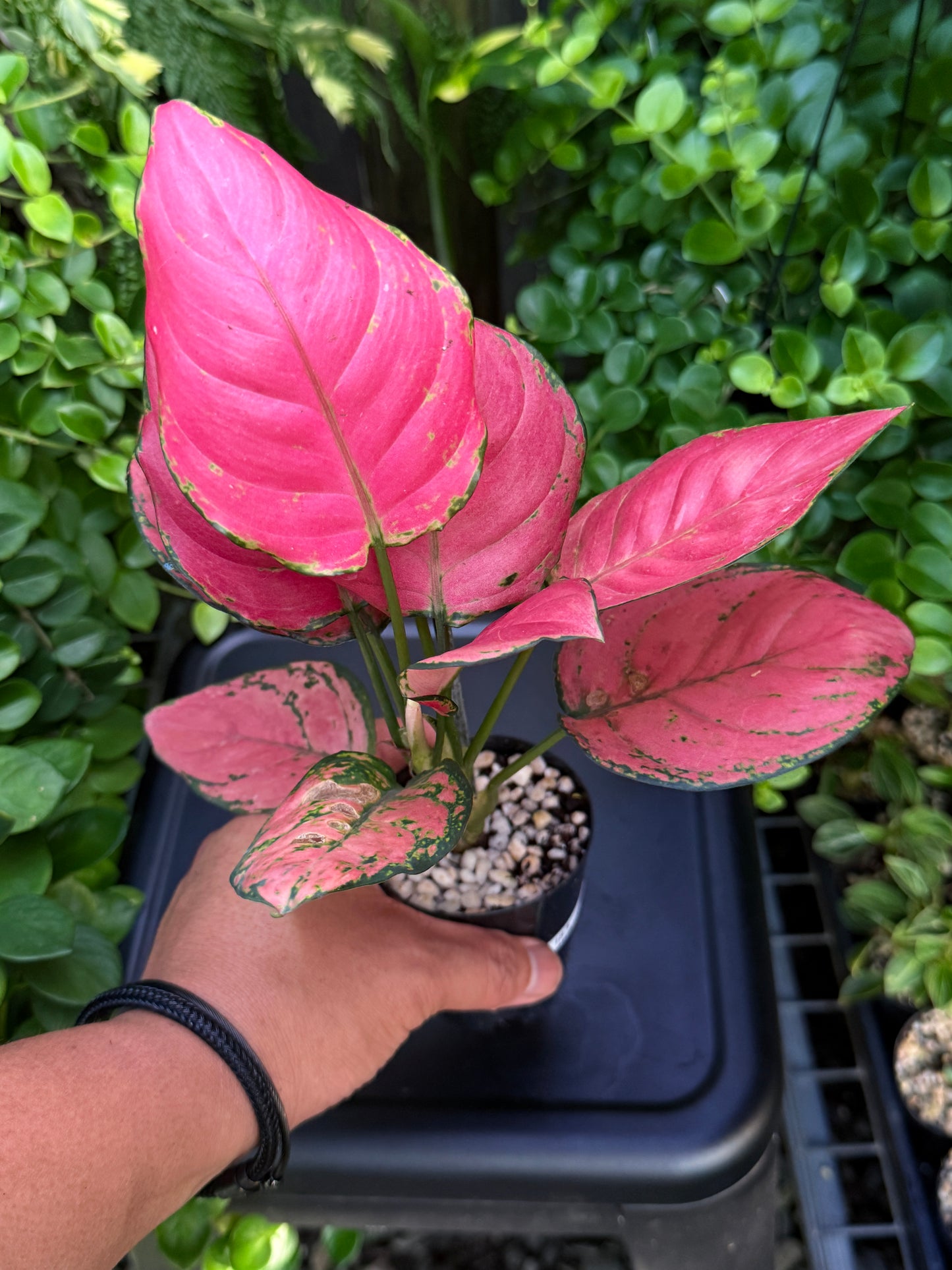 Aglaonema 'Pink Valentine' I83