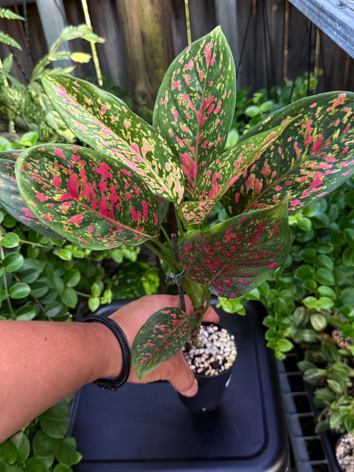 Aglaonema 'Wishes' I84