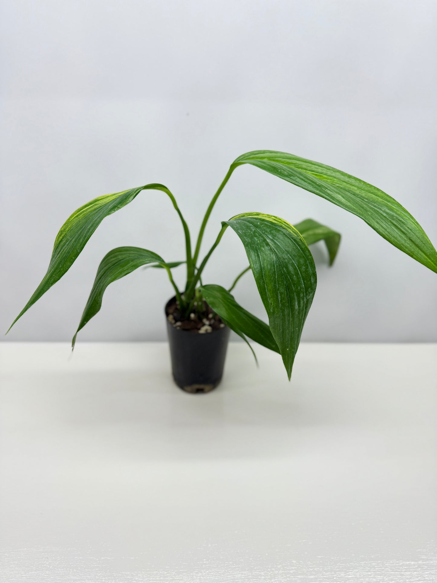 Epipremnum Amplissimum Variegated W38