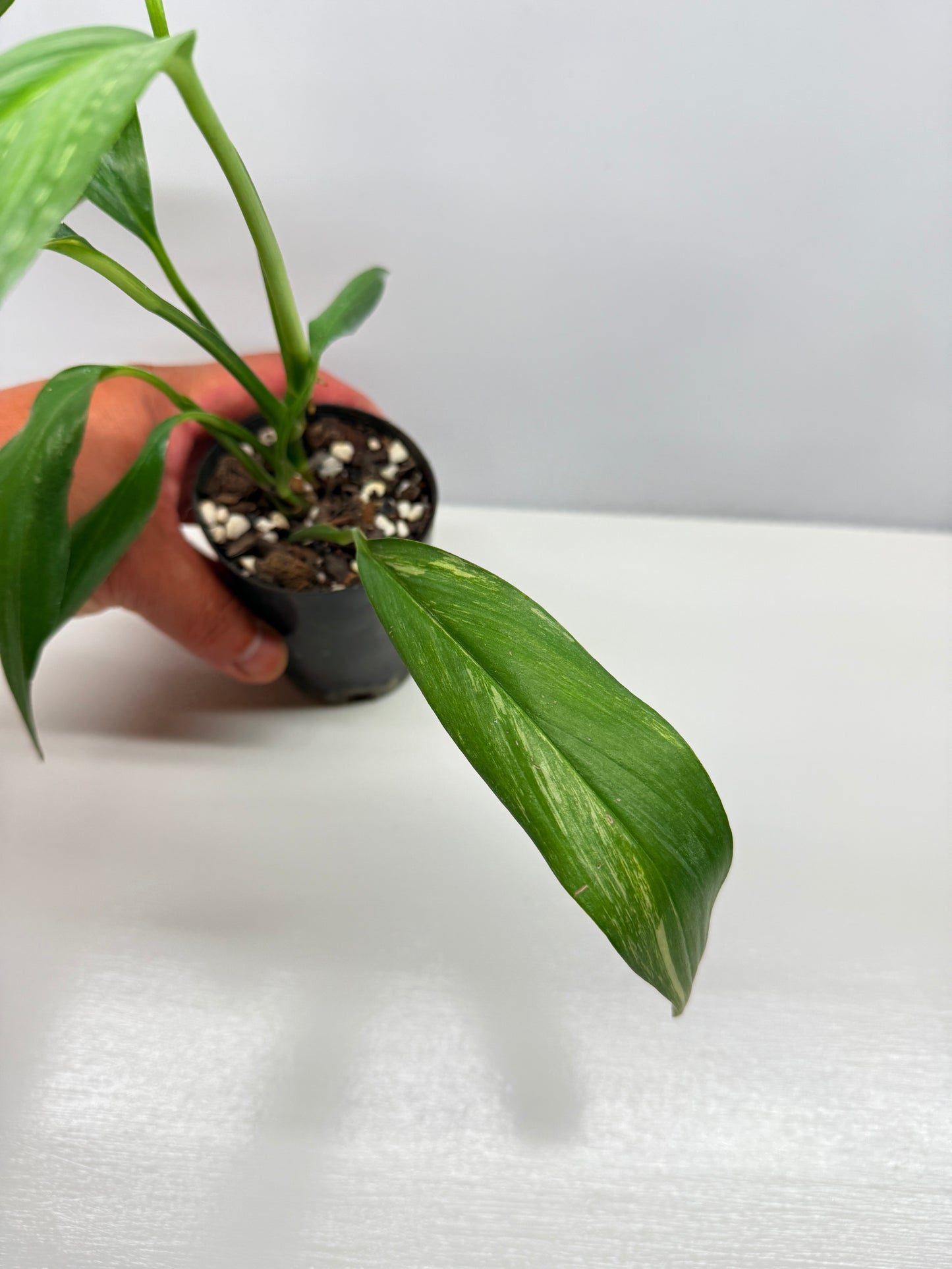 Epipremnum Amplissimum Variegated W38