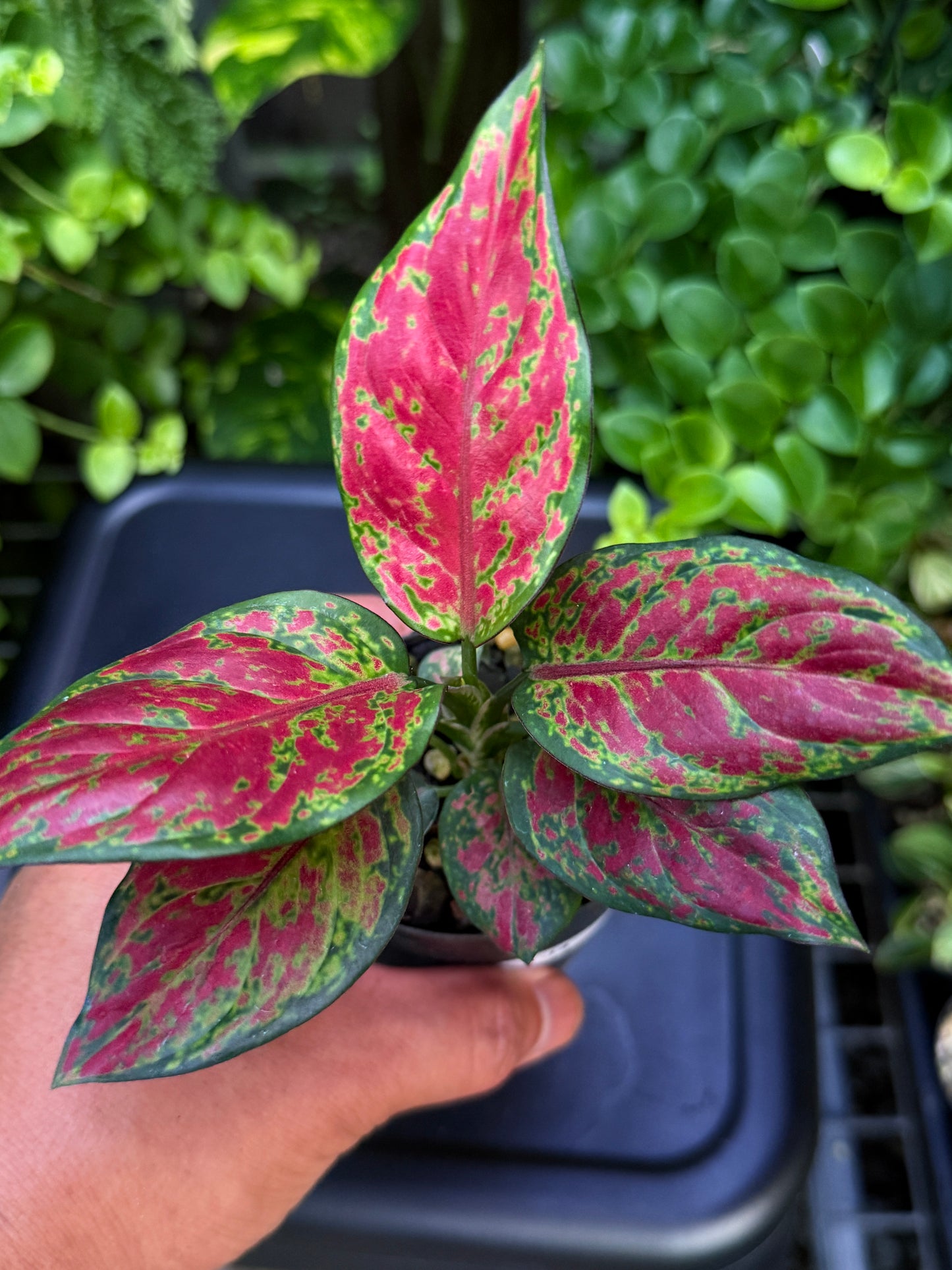 Aglaonema 'Black Maroon' J4