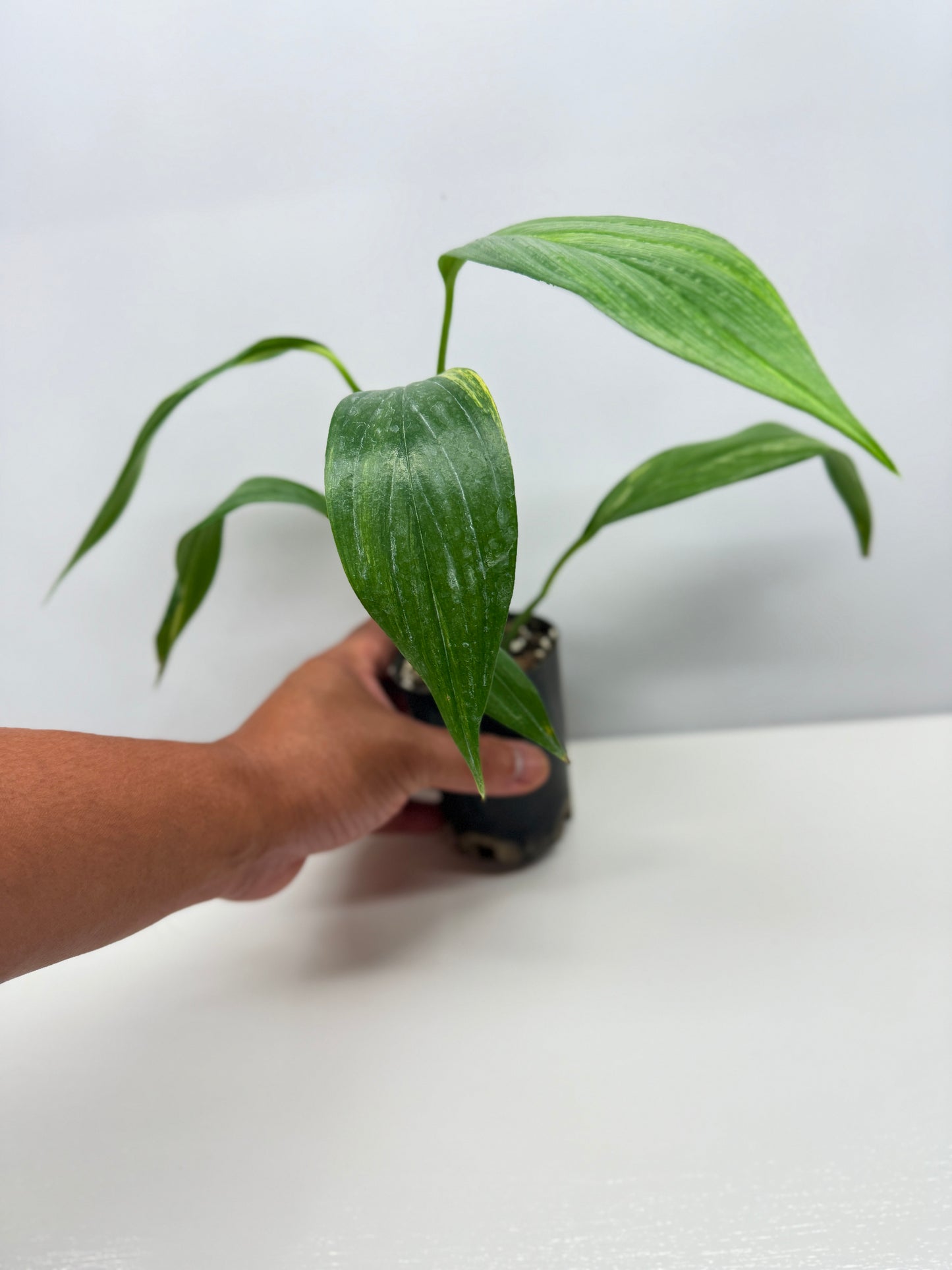 Epipremnum Amplissimum Variegated W38