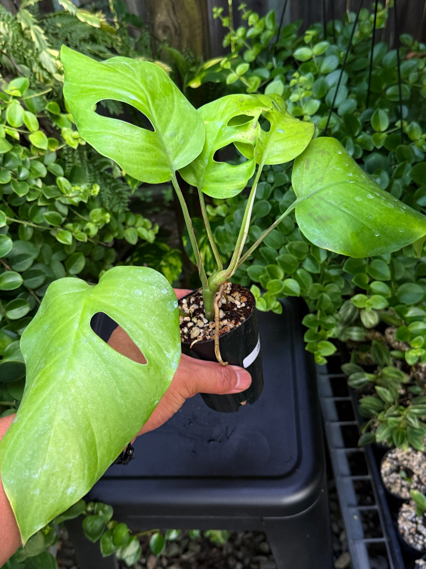 Rhaphidophora 'Pertusa' J5