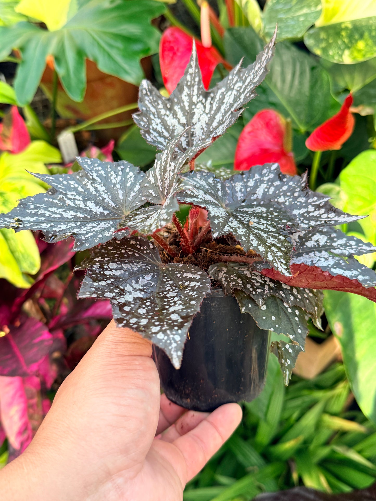 Begonia Beleaf 'Yukon Frost' P15