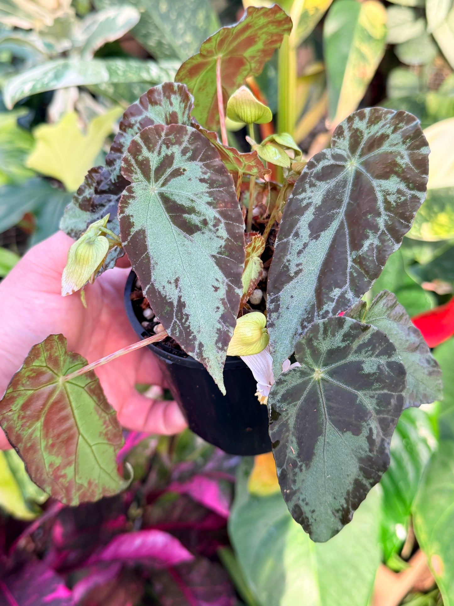 Begonia 'Burkillii' P16