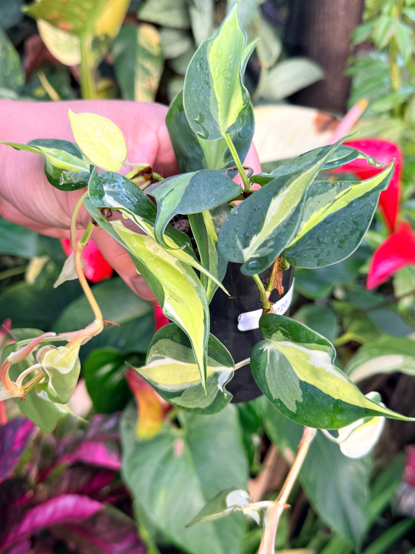 Philodendron 'Cream Splash' P20