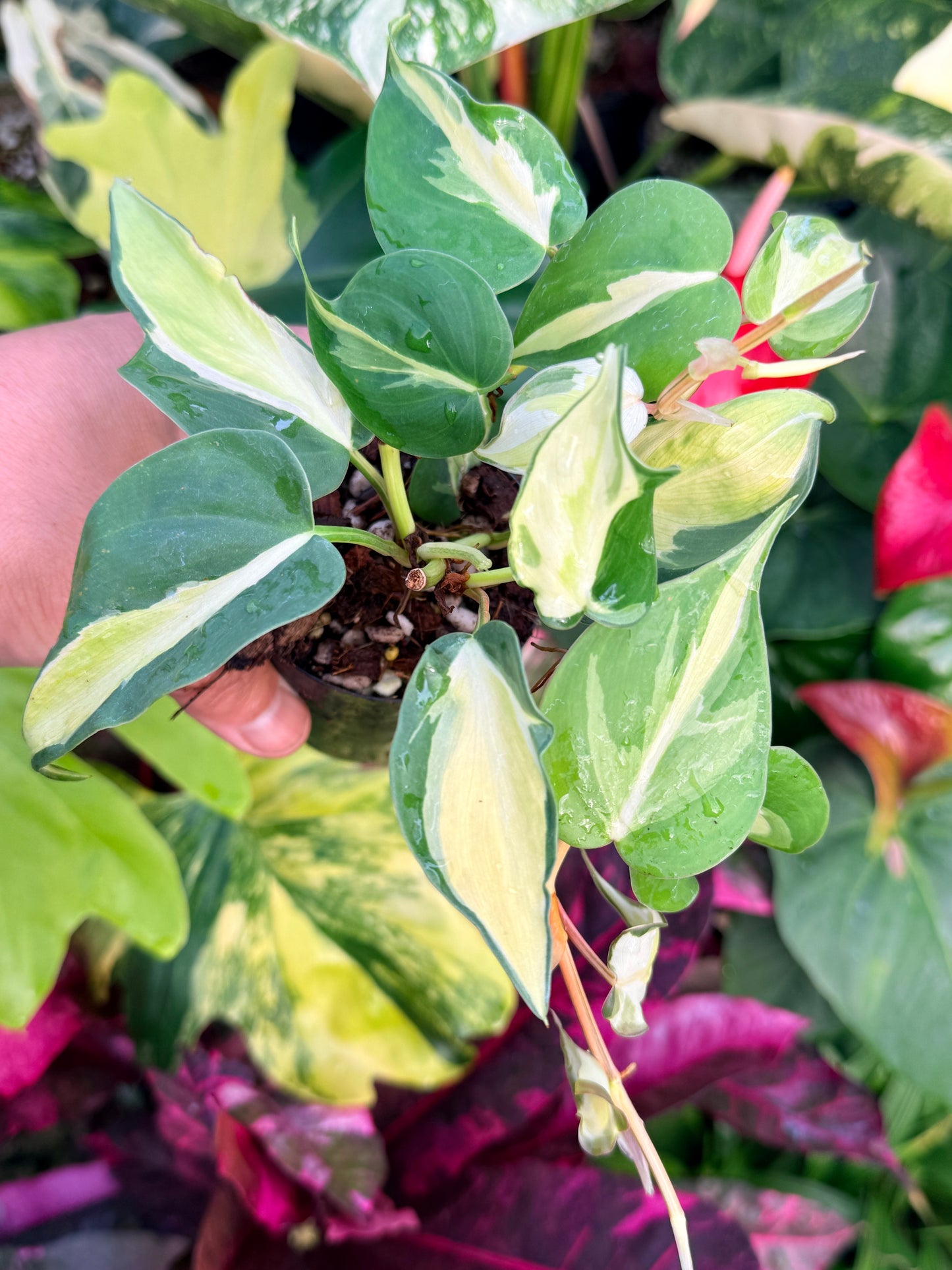 Philodendron 'Cream Splash' P21