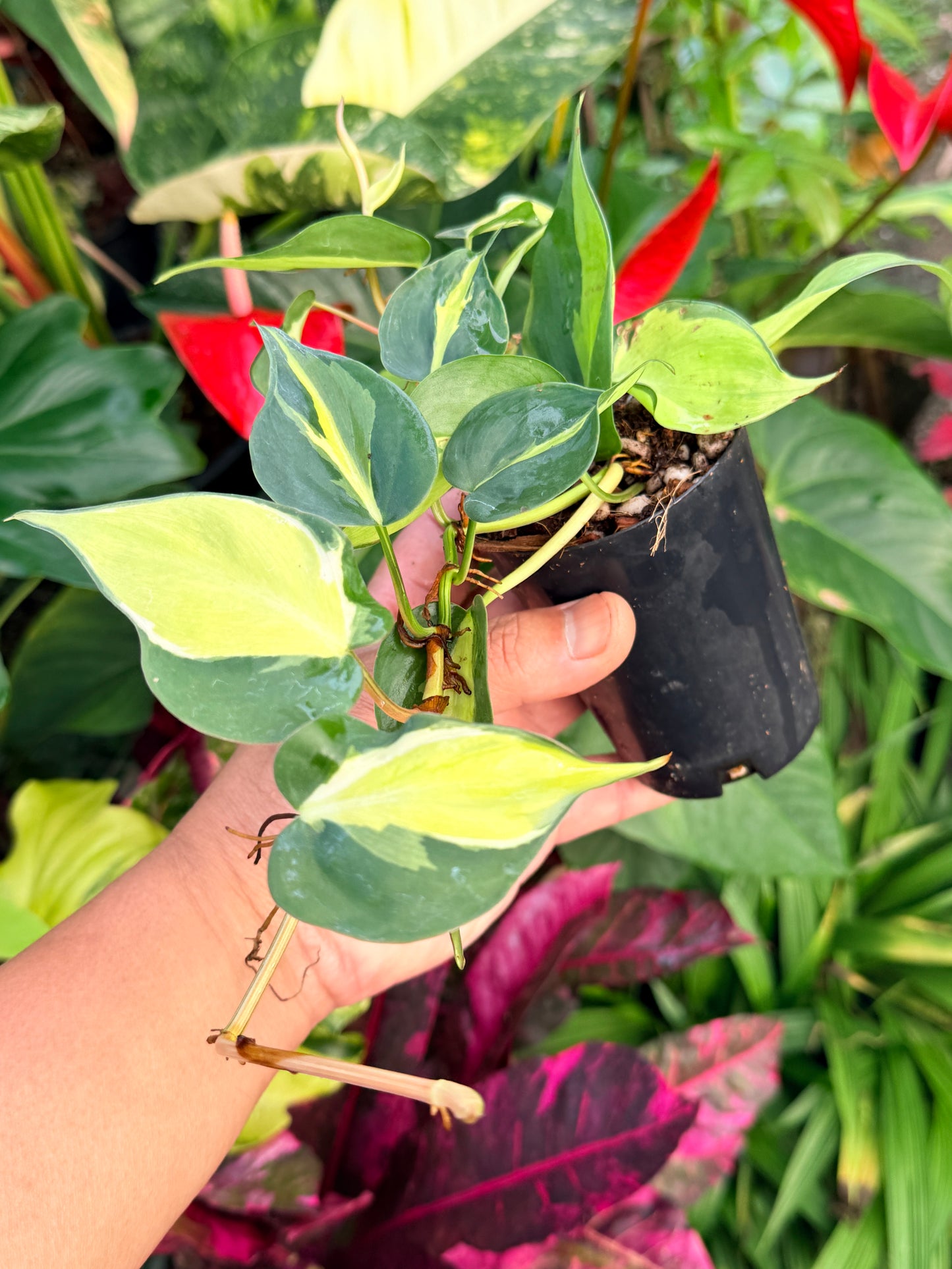 Philodendron 'Cream Splash' P23