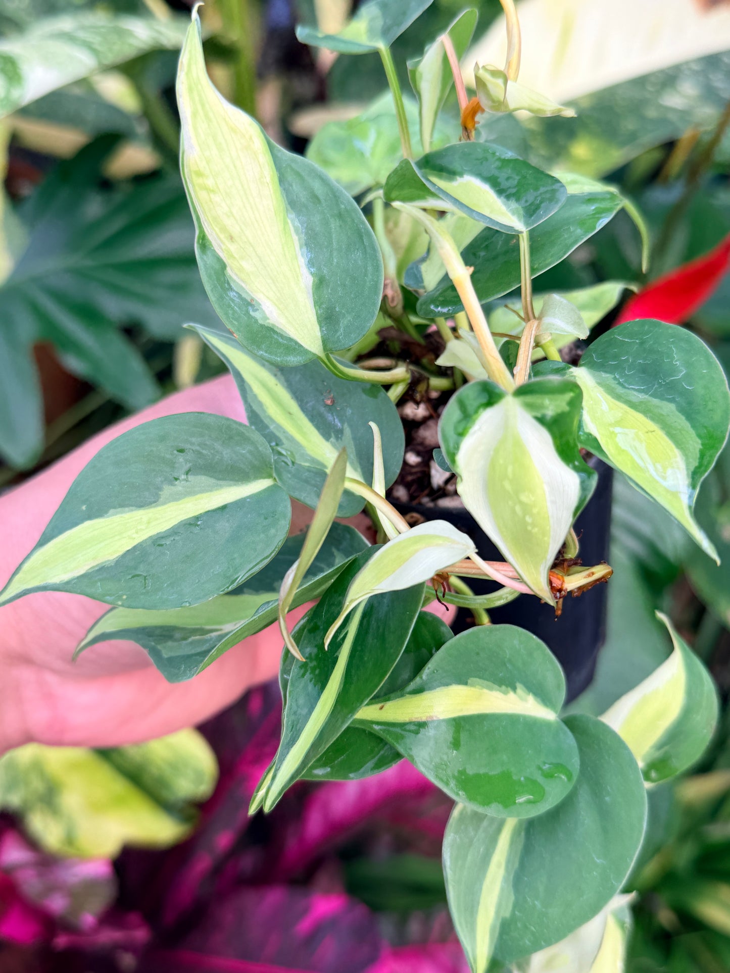 Philodendron 'Cream Splash' P22