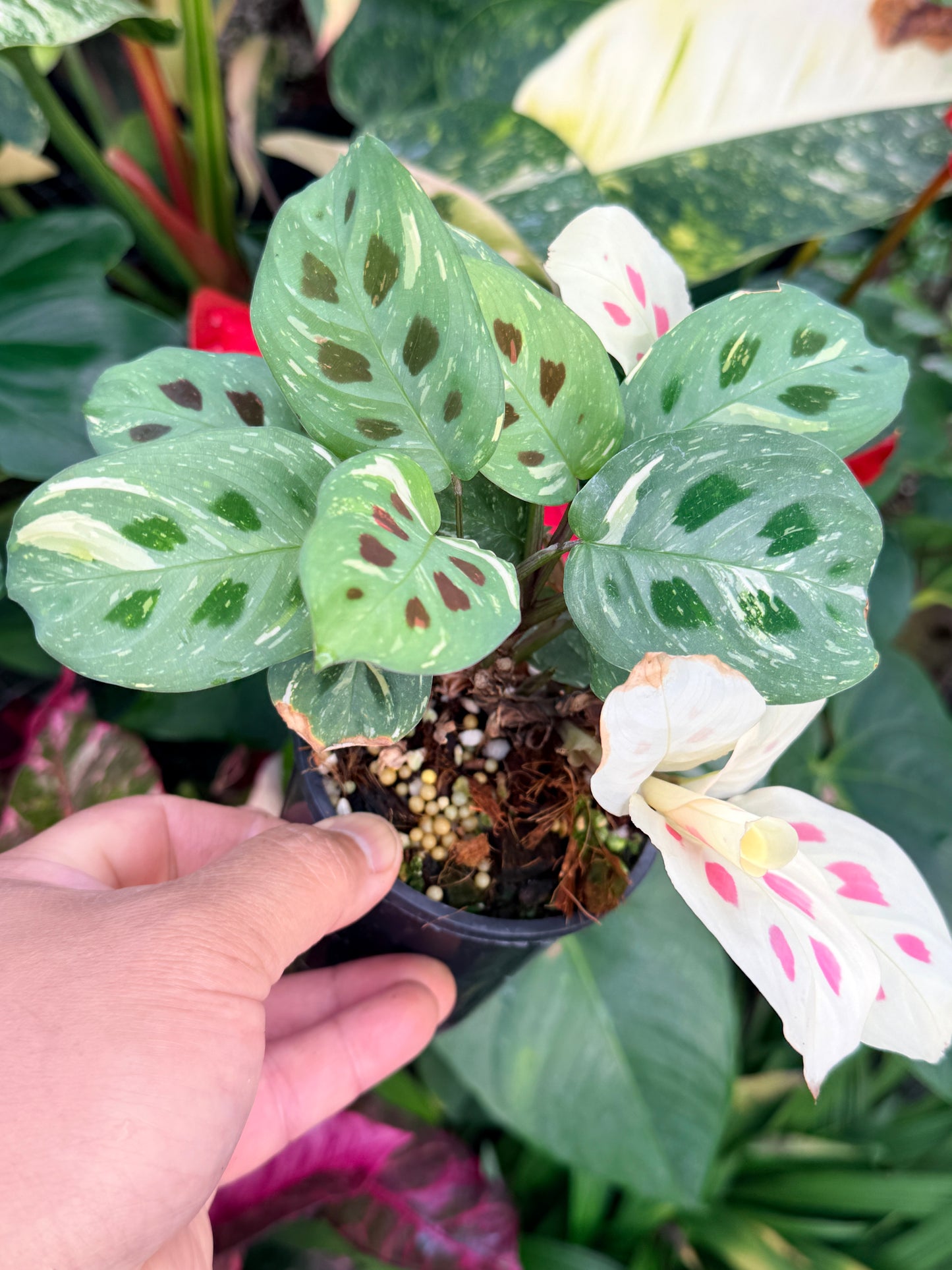 Maranta 'Variegata' P31
