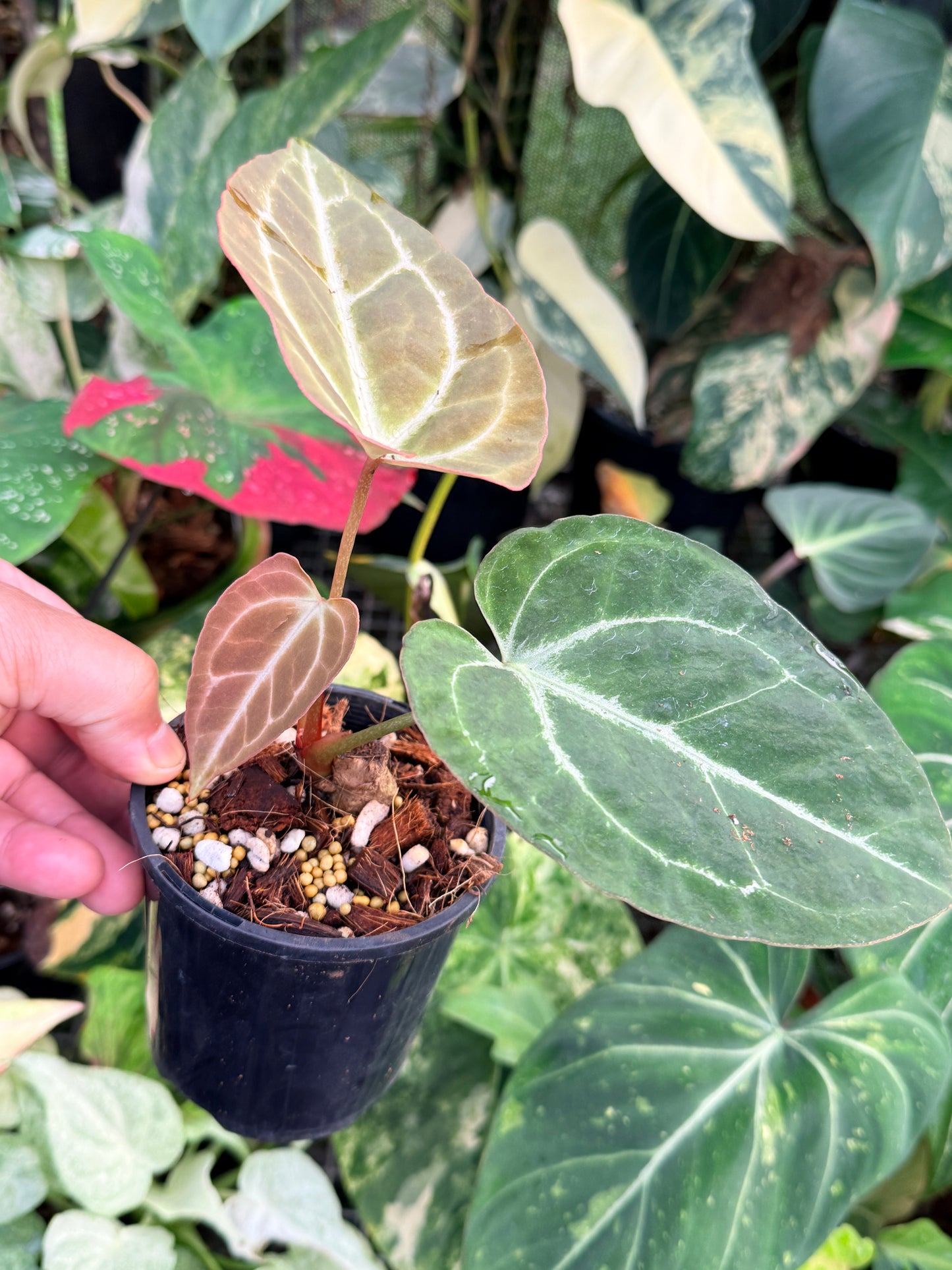 Anthurium Crystallinum Hybrid P34