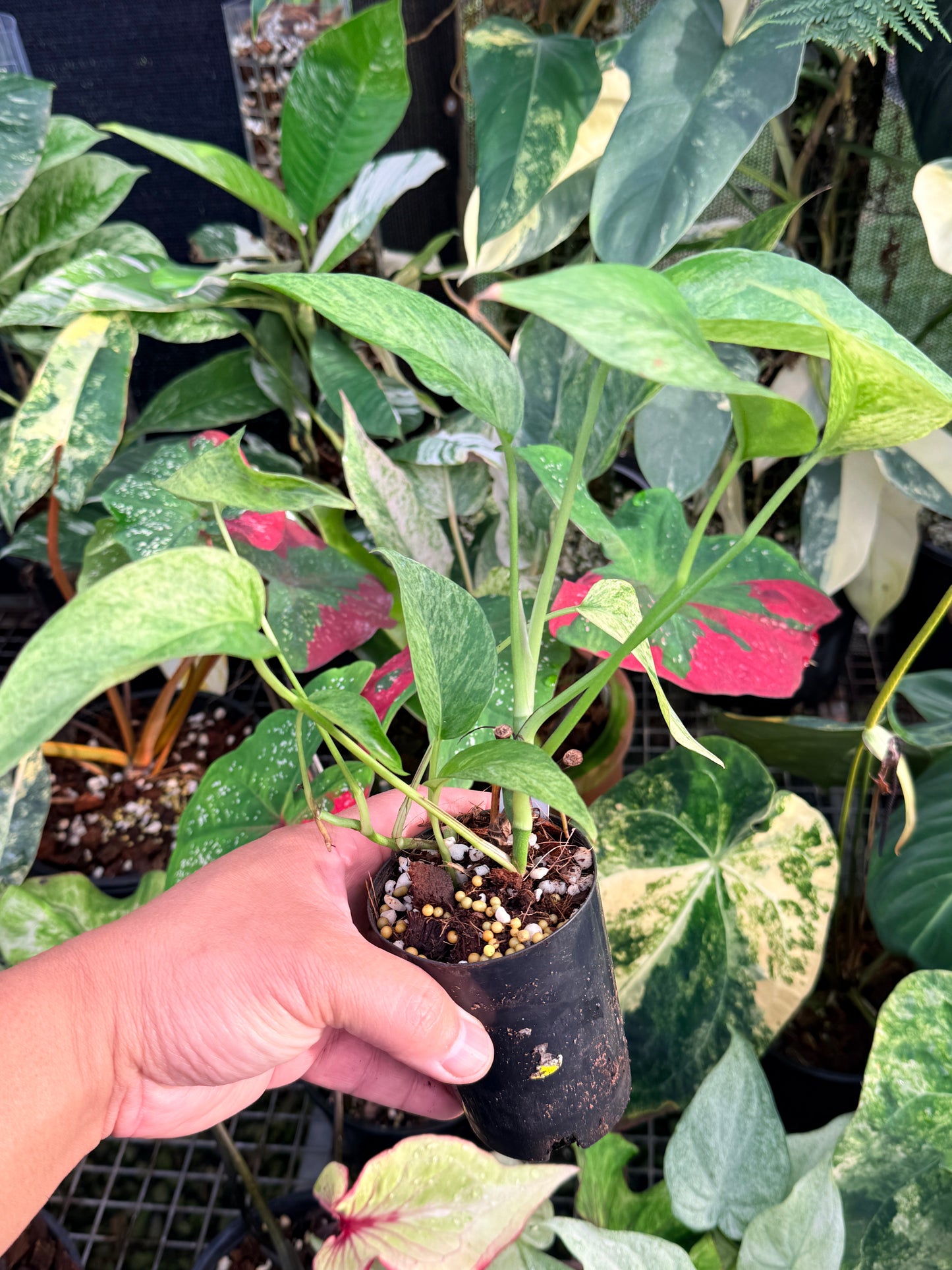 Epipremnum pinnatum 'Mint Variegated' P30