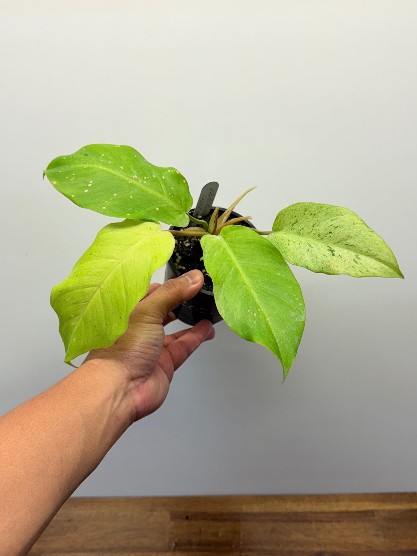 Philodendron Snow Drift P24