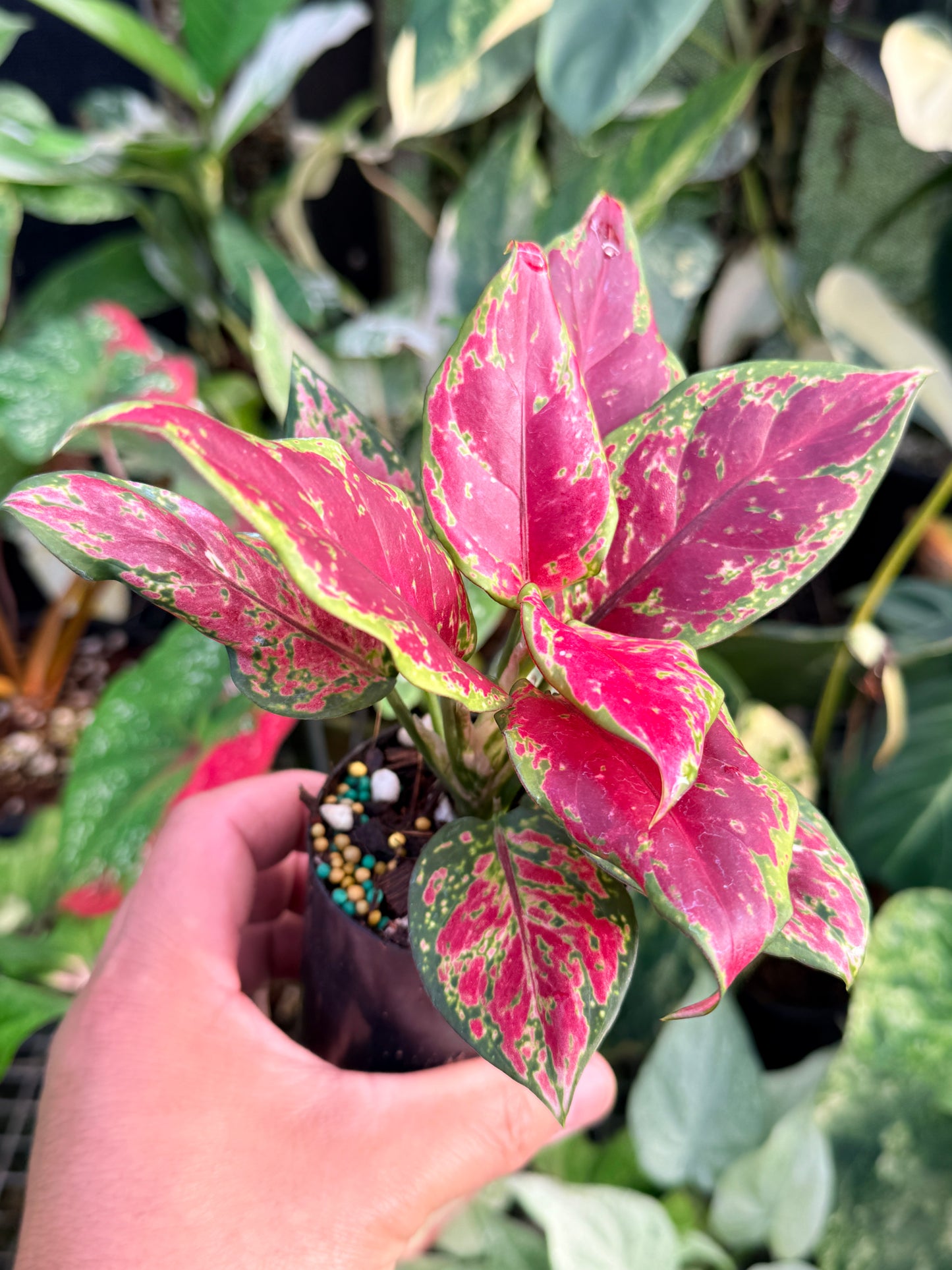 Aglaonema 'Black Maroon' P27